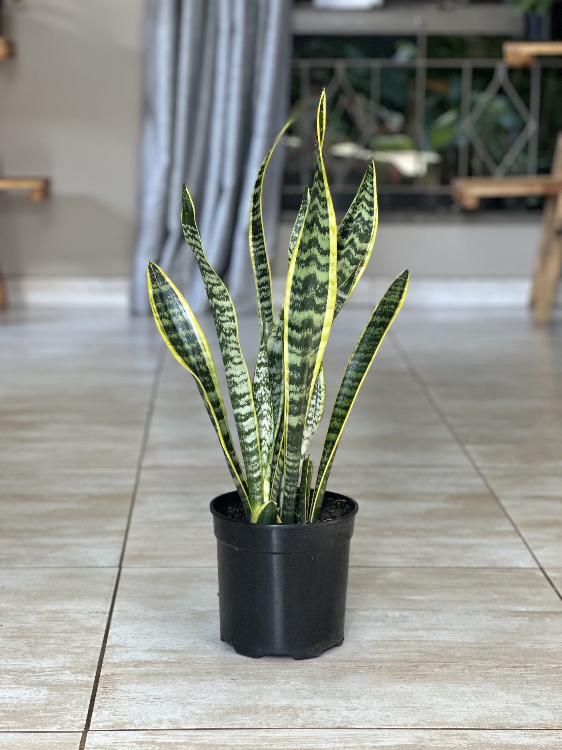 Variegated Snake Plant (M) - Botanical Heaven