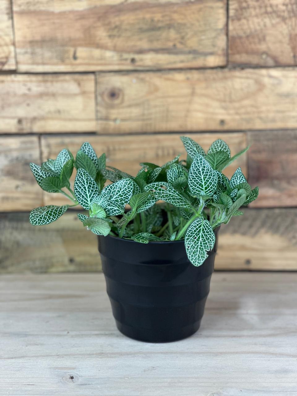 Green Nerve Plant With Decorative Pot - Botanical Heaven