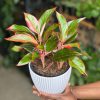 Small Chinese Evergreen King of Siam With Decorative Pot - Image 2