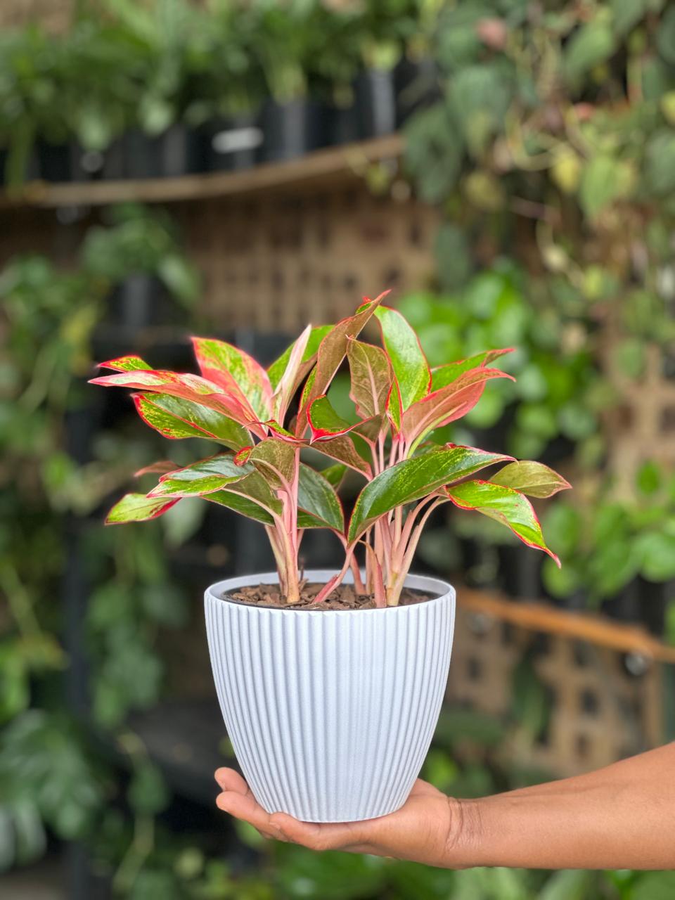 Chinese Evergreen King of Siam With Decorative Pot - Botanical Heaven