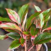 Small Chinese Evergreen King of Siam With Decorative Pot - Image 3