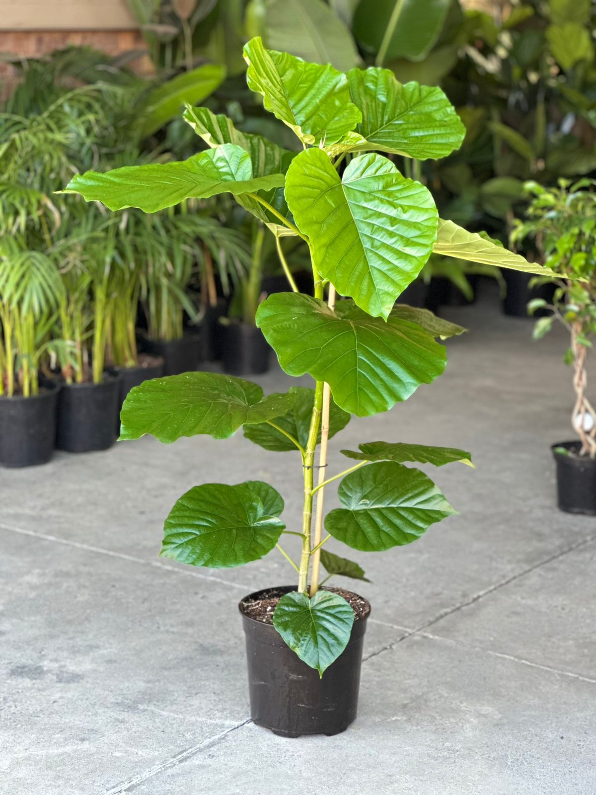 Large Ficus Umbellata - Botanical Heaven