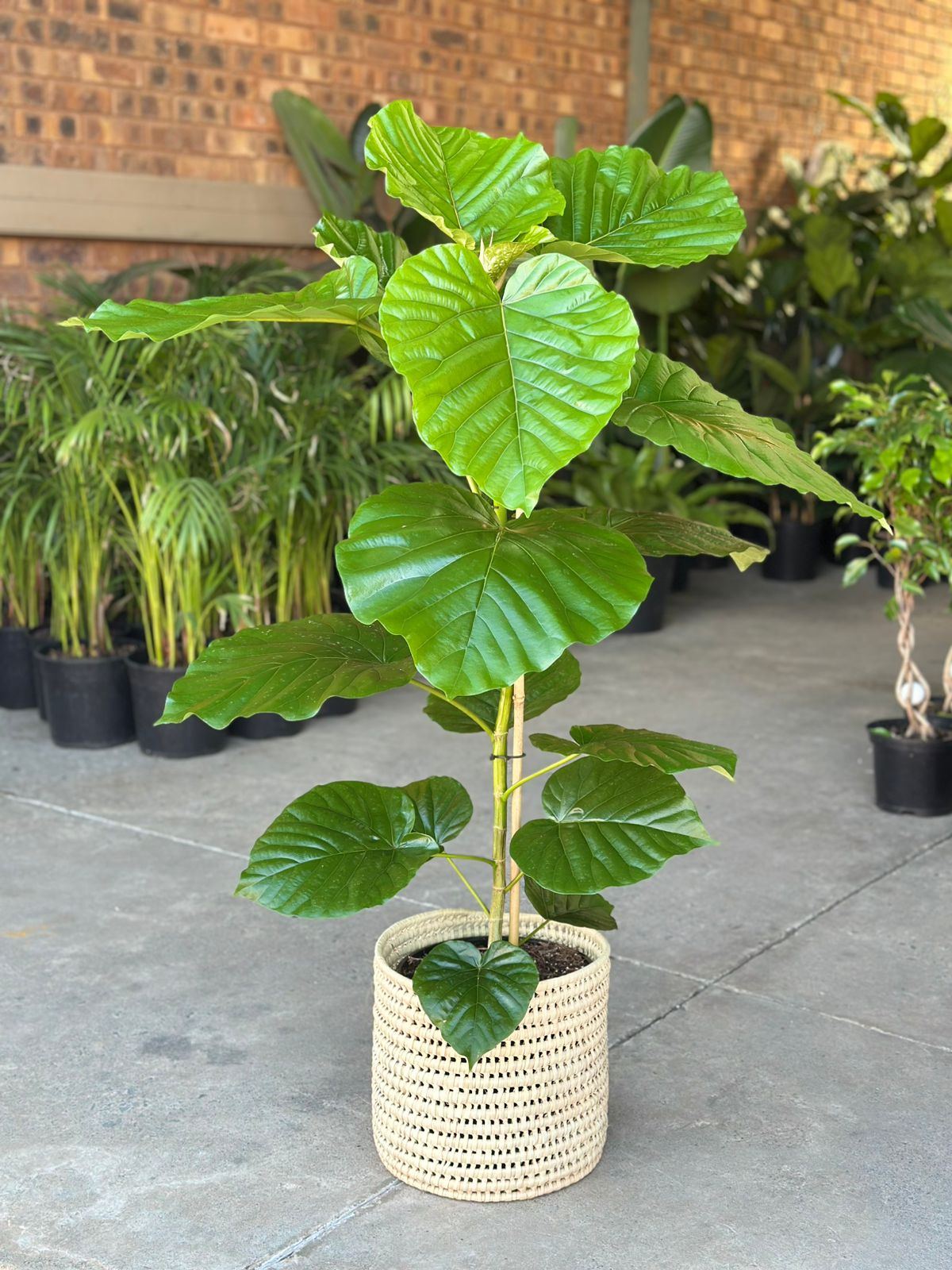 Large Ficus Umbellata With Basket - Botanical Heaven