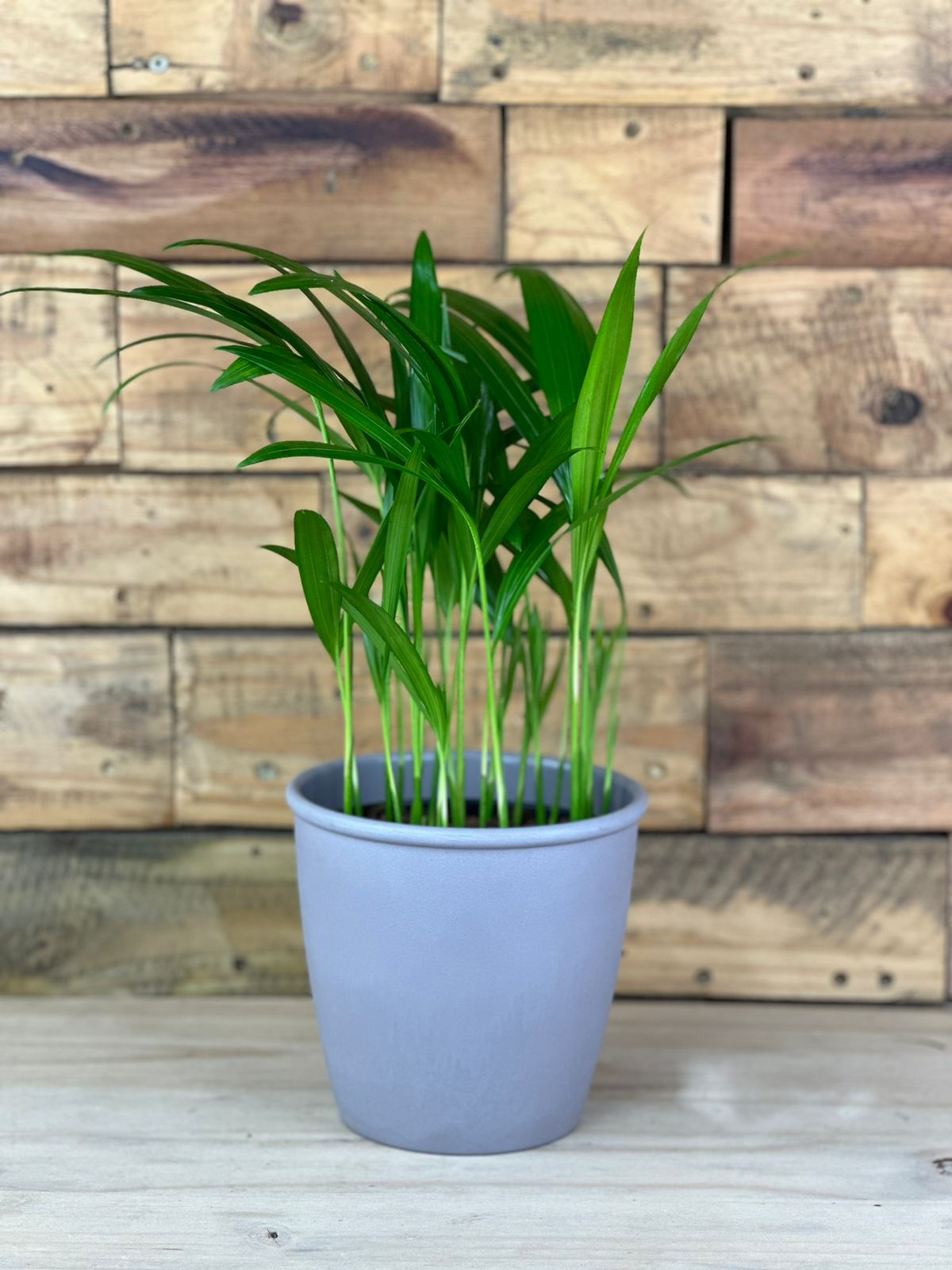 Small Areca Palm With Decorative Pot - Botanical Heaven