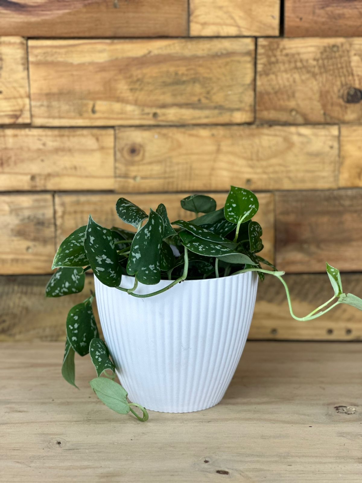 Satin Pothos With Decorative Pot - Botanical Heaven