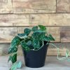 Small Satin Pothos