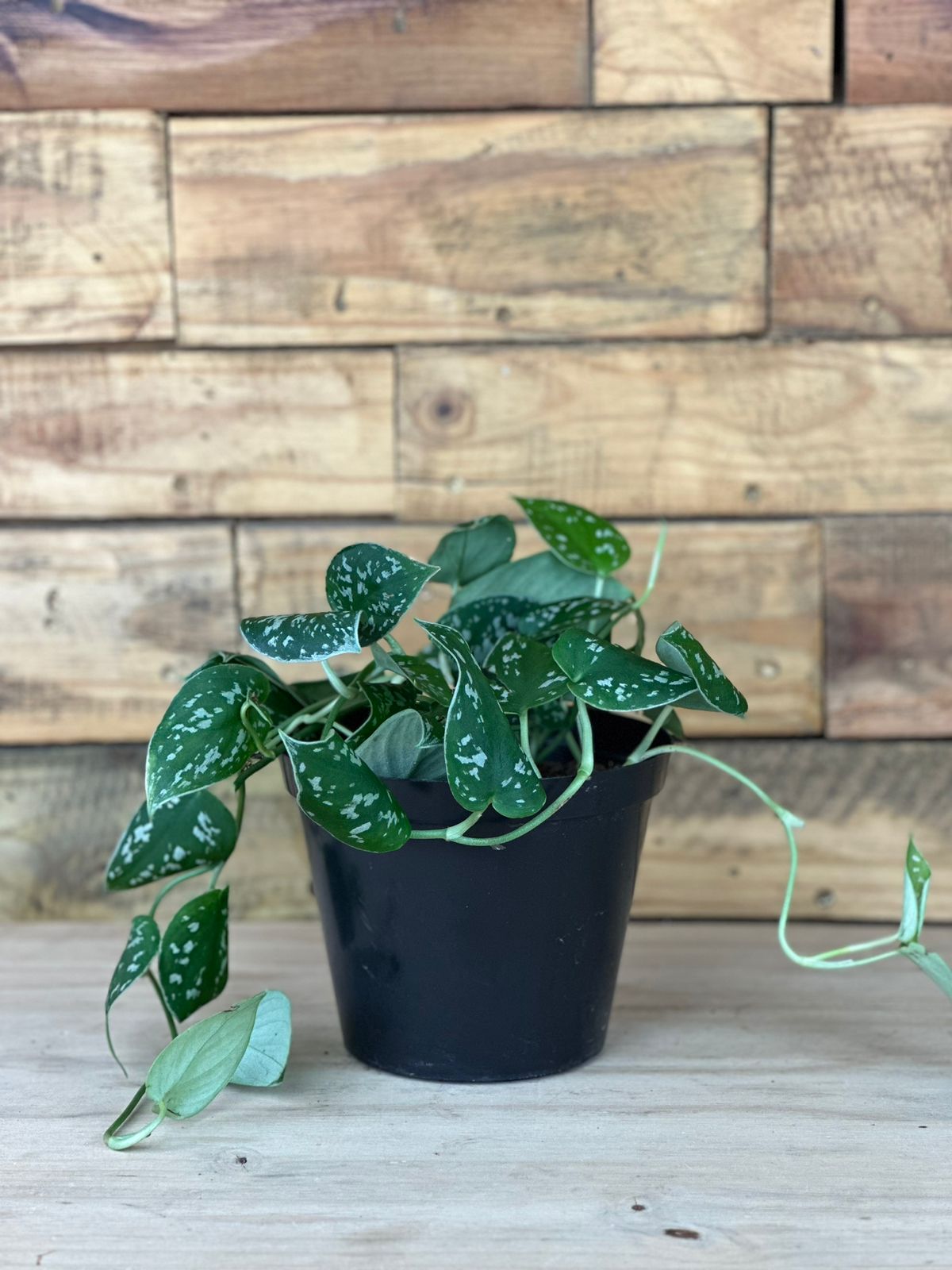 Satin Pothos - Botanical Heaven