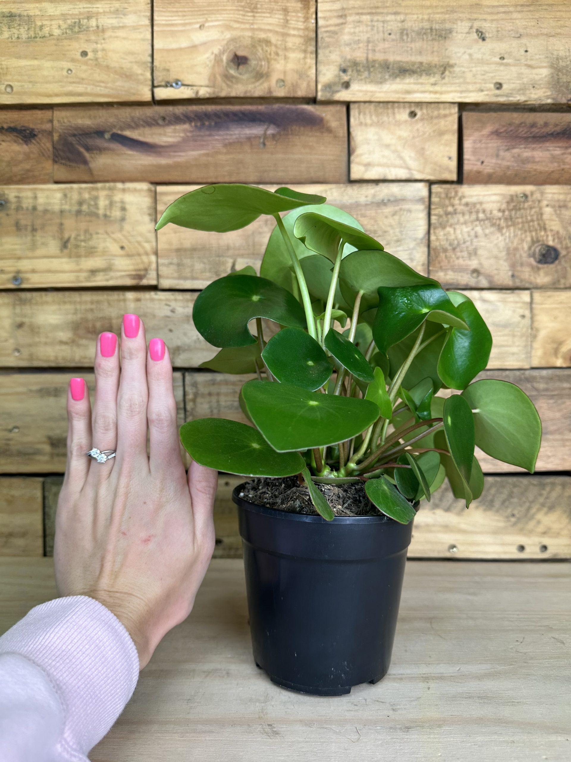 Peperomia Raindrop - Botanical Heaven