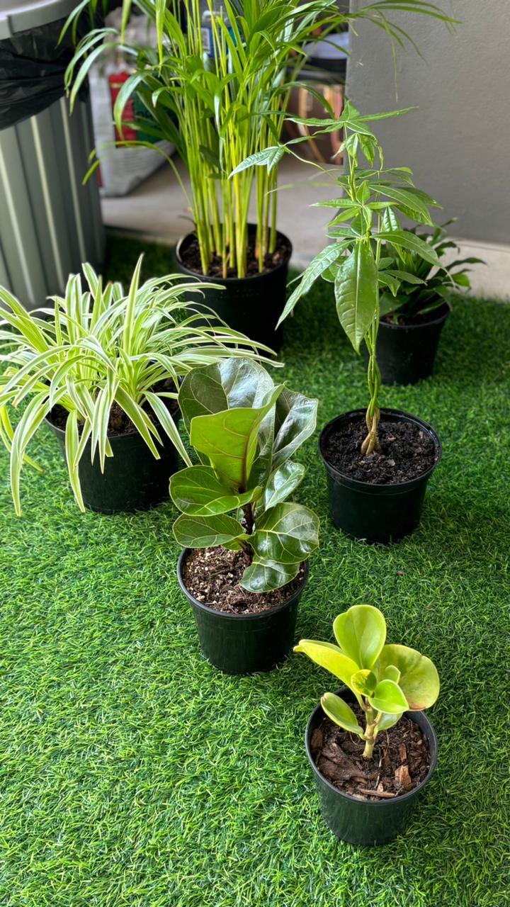 Image #1 from Kea Nkosi