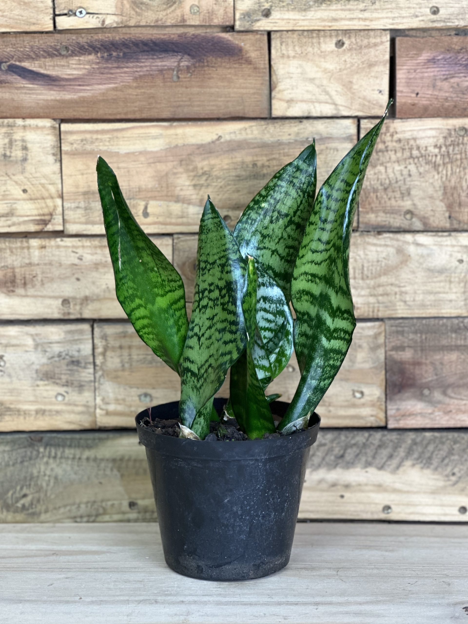 Small Green Snake Plant - Botanical Heaven