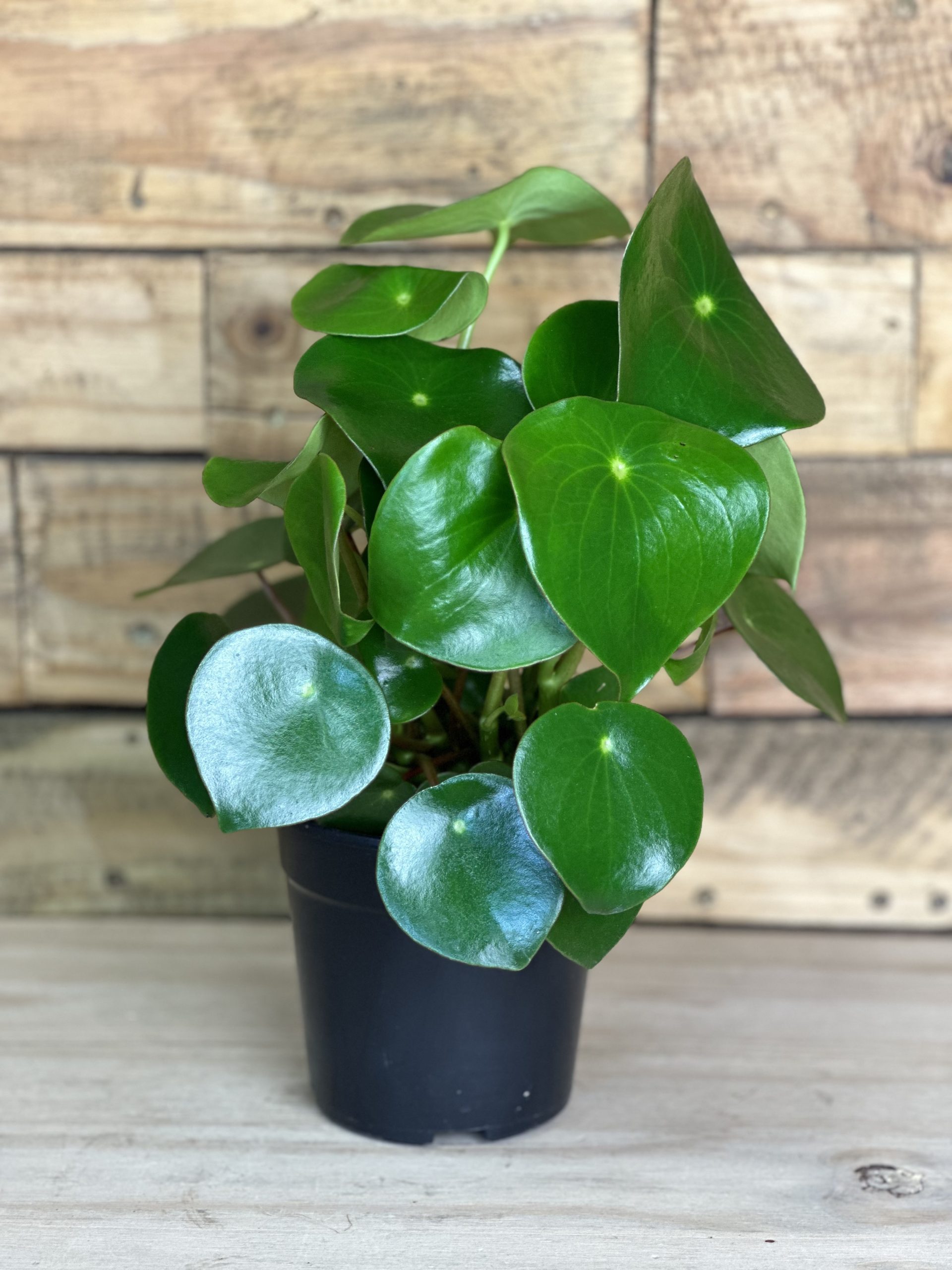 Peperomia Raindrop - Botanical Heaven