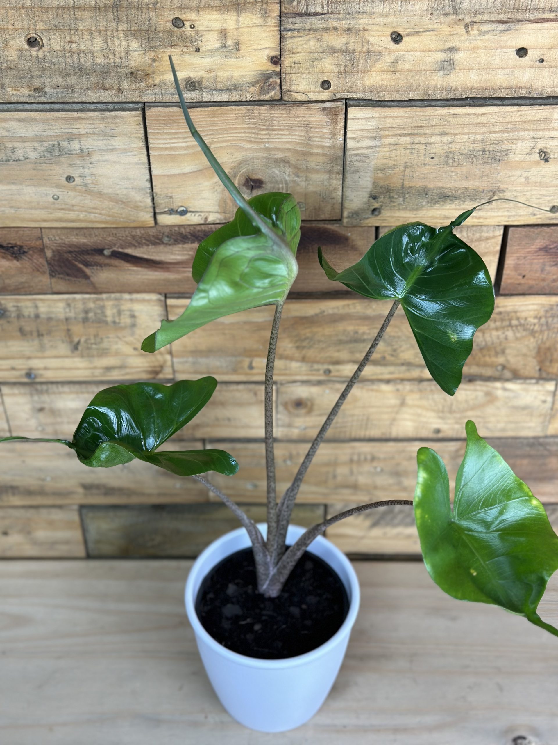 Alocasia Stingray With Decorative Pot - Botanical Heaven