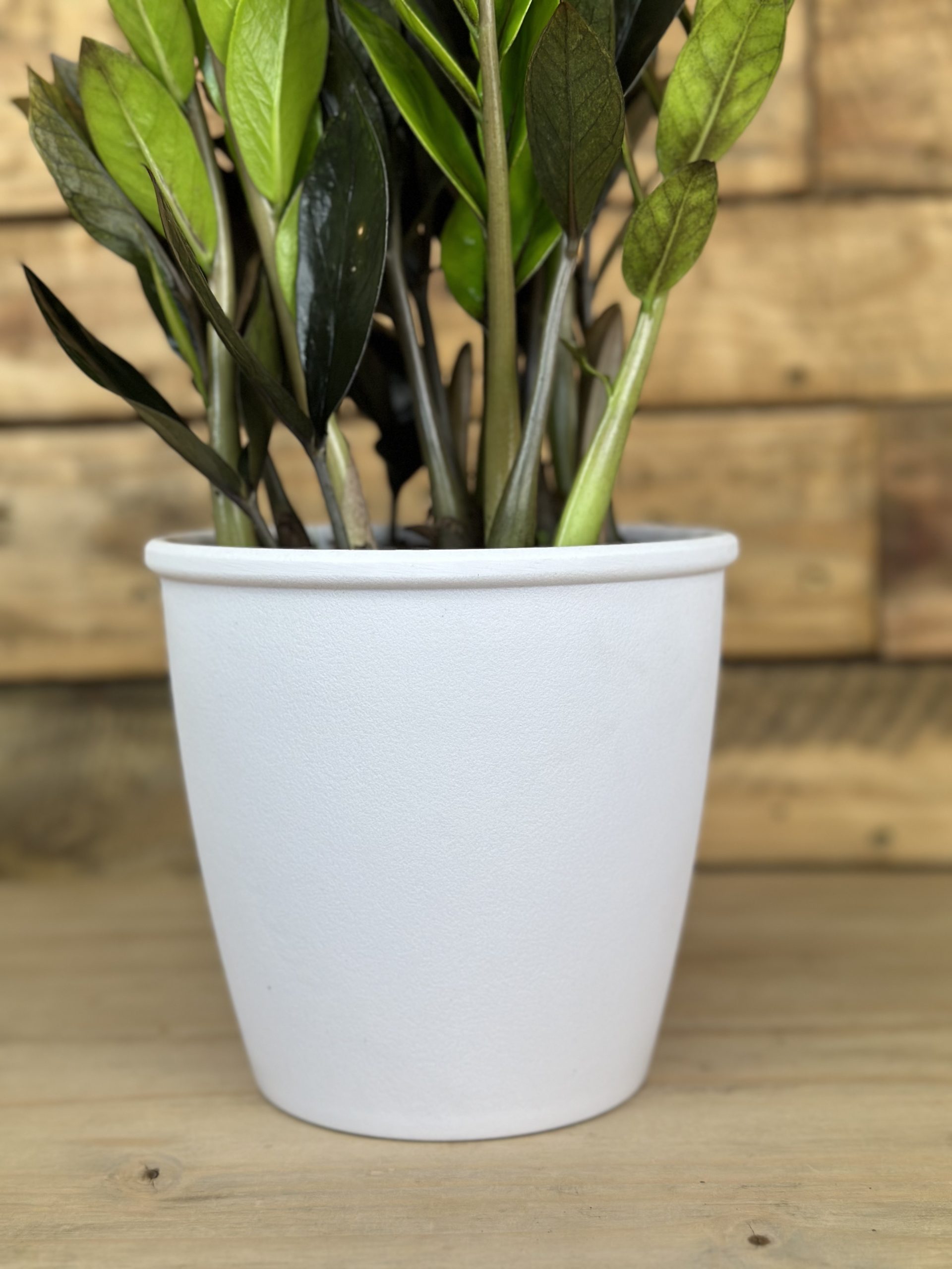 Small ZZ Raven With Decorative Pot - Botanical Heaven