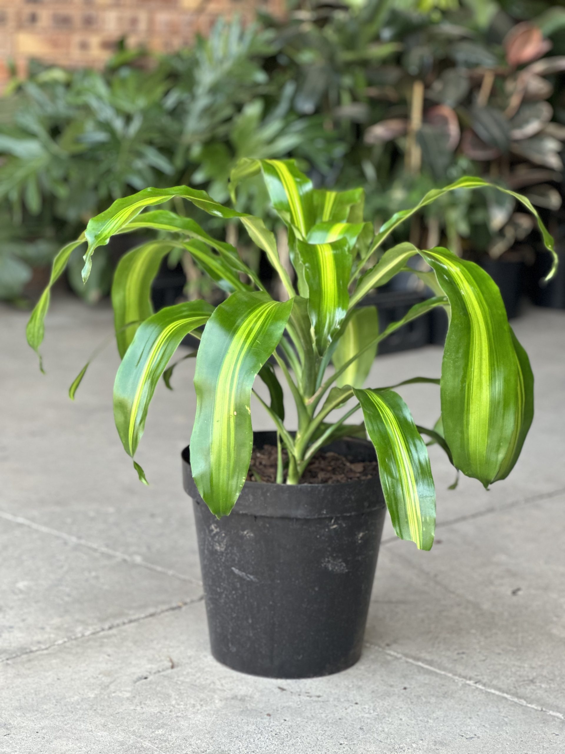 XL Dracaena Massangeana - Botanical Heaven