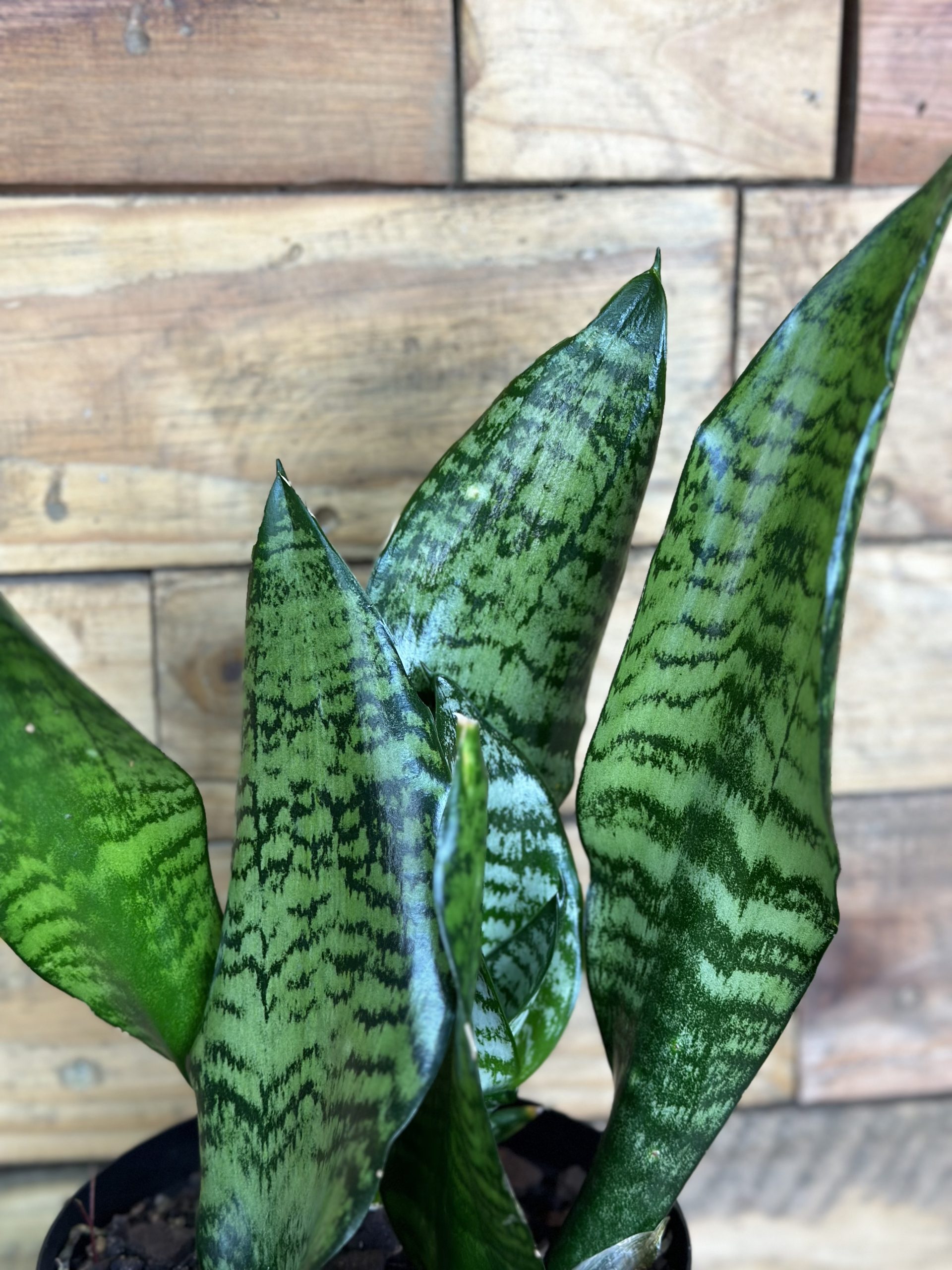 Small Green Snake Plant - Botanical Heaven