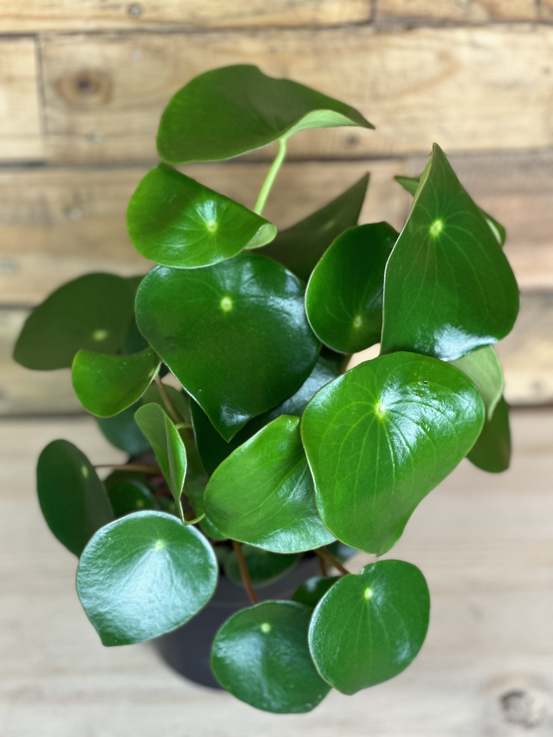 Peperomia Raindrop - Botanical Heaven