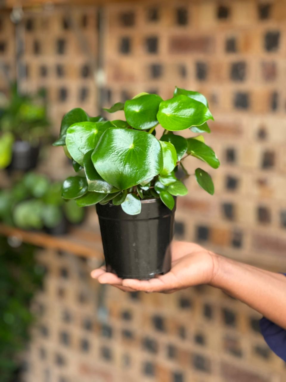 XS Peperomia Raindrop - Botanical Heaven
