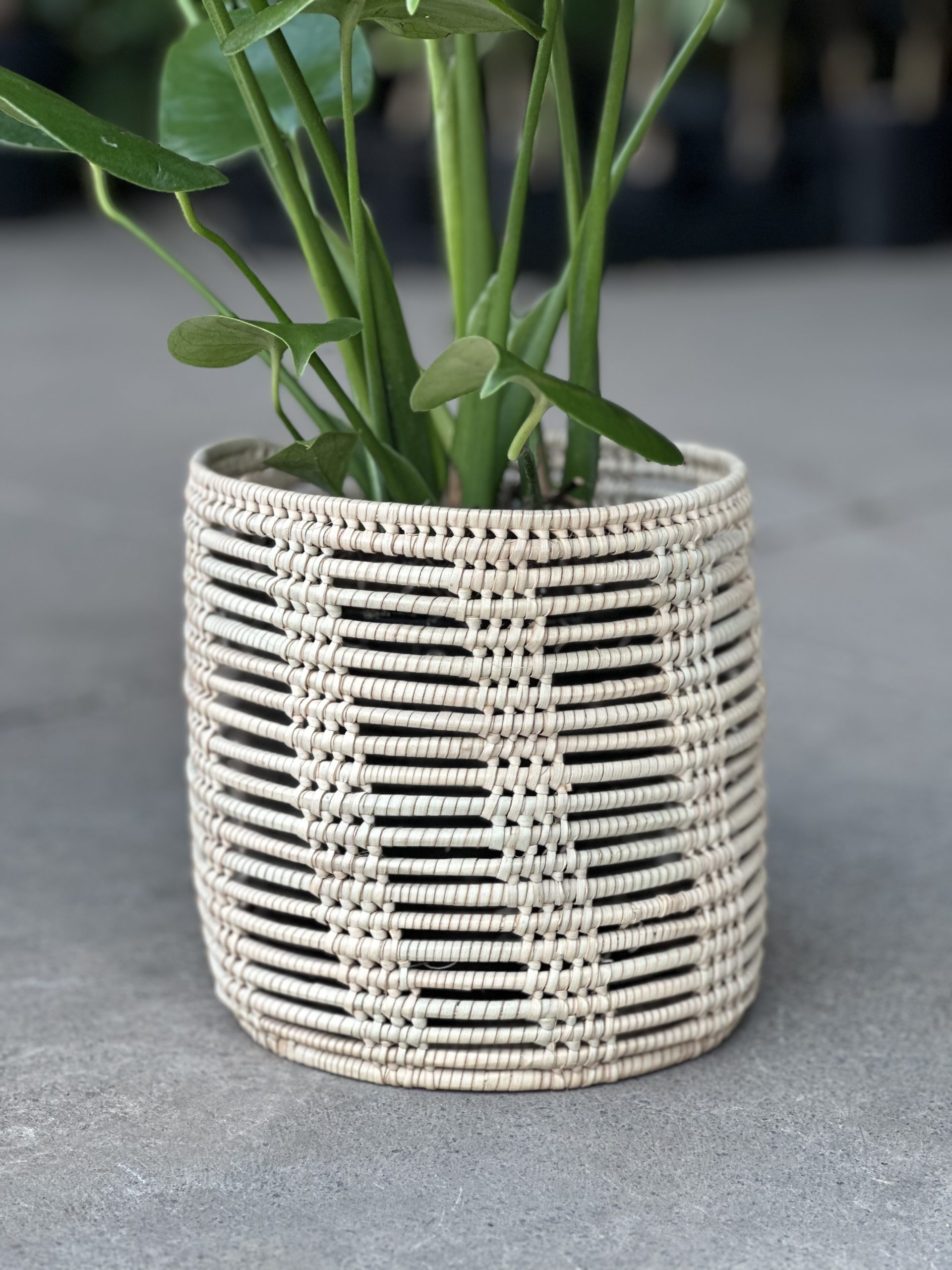 Medium Monstera Deliciosa With Basket - Botanical Heaven