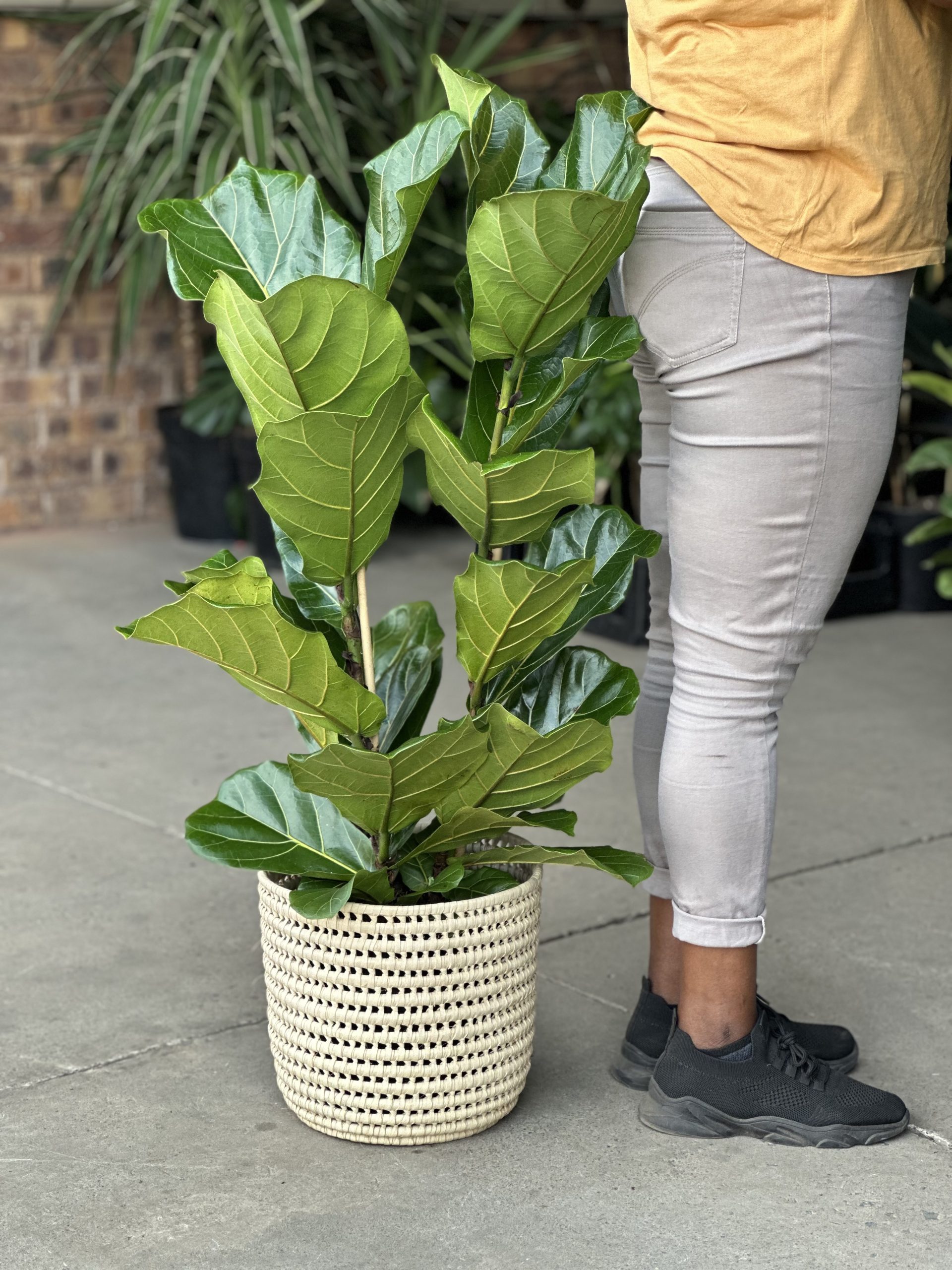 Large Fiddle Leaf Fig with Basket (3-stemmed) - Botanical Heaven