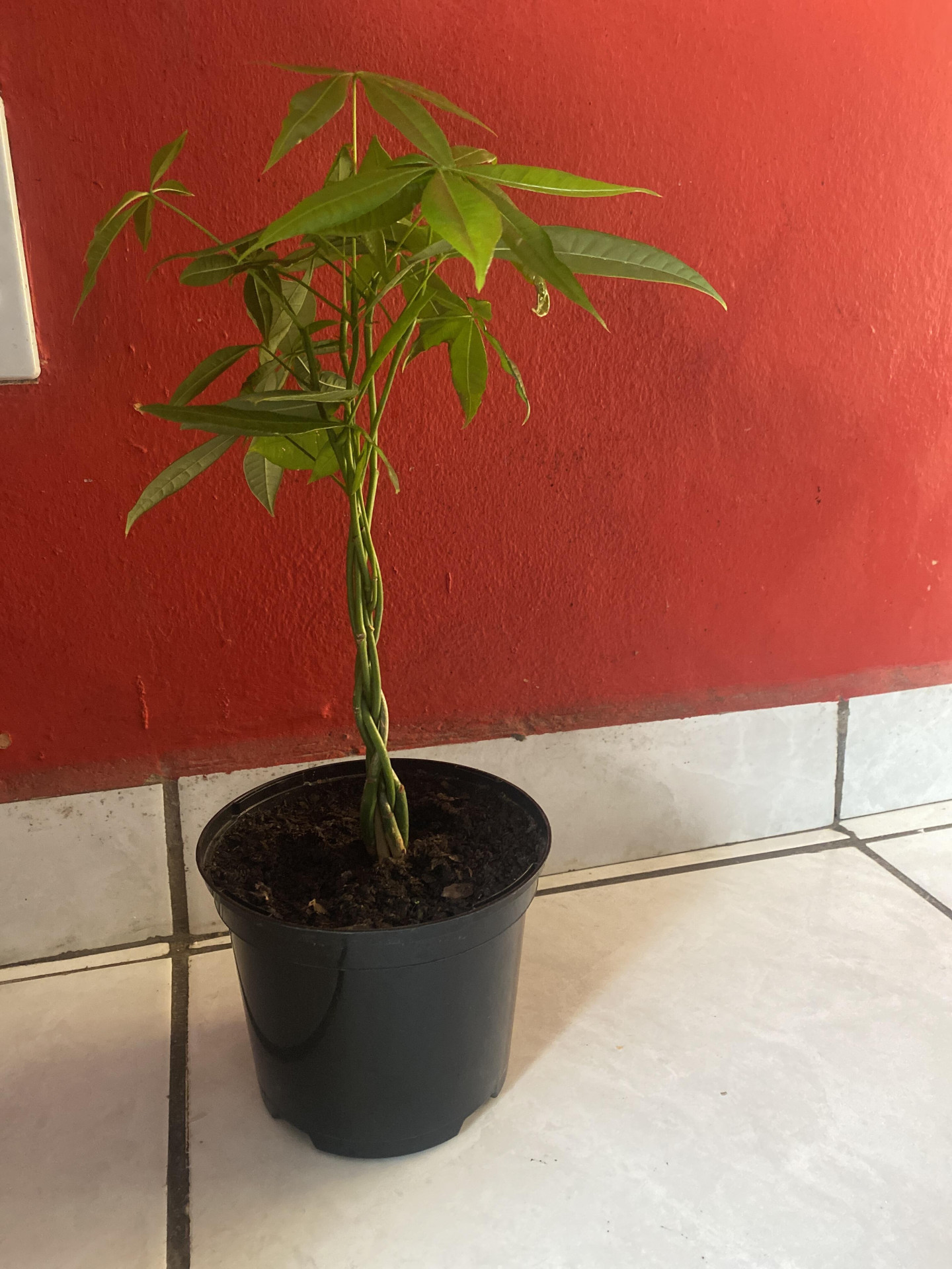 Image #1 from Nasiphi Koli