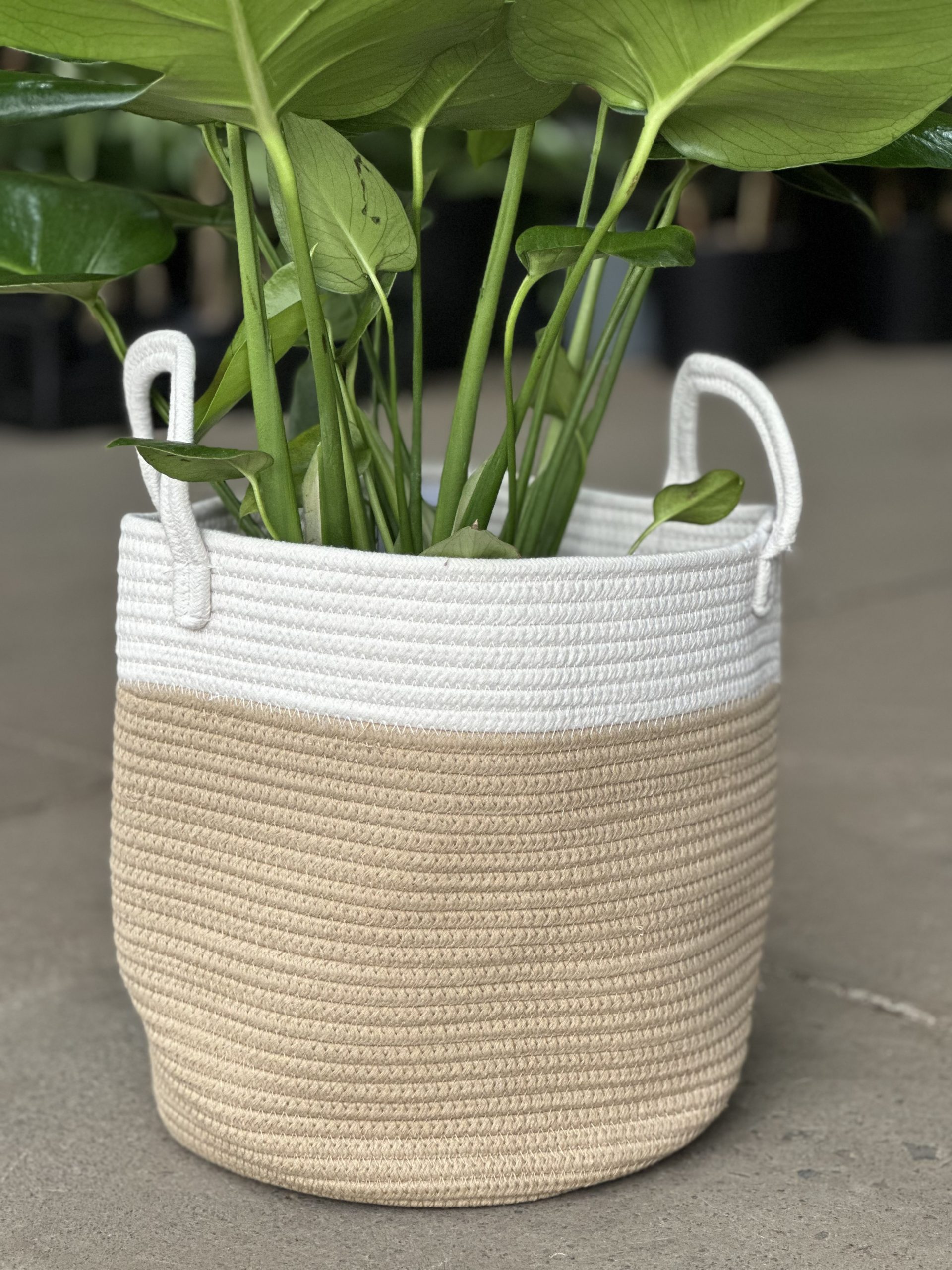 Large Natural Cotton Rope Basket – EH - Botanical Heaven