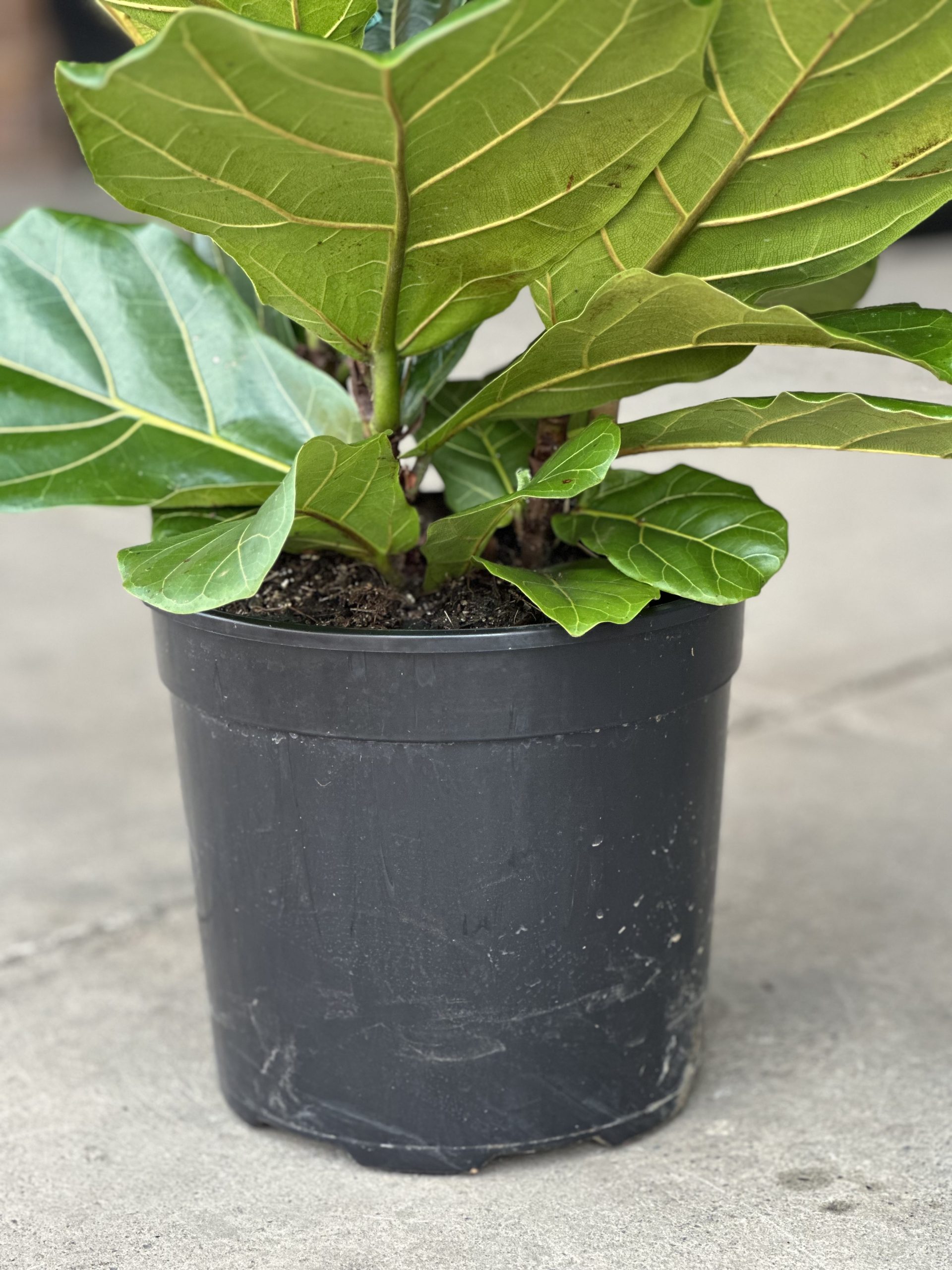 Large Fiddle Leaf Fig (3-stemmed) - Botanical Heaven