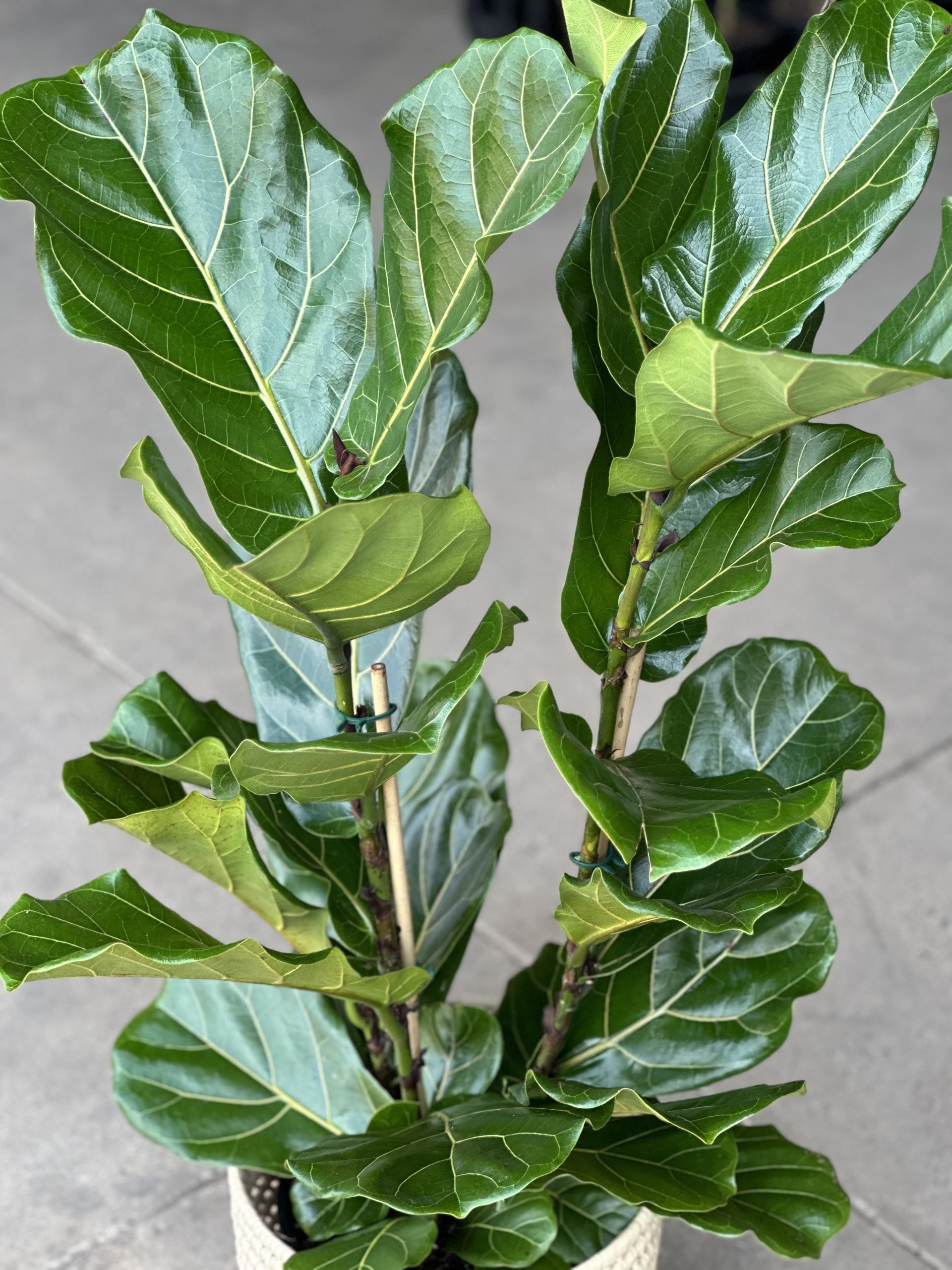 Large Fiddle Leaf Fig with Basket (3-stemmed) - Botanical Heaven