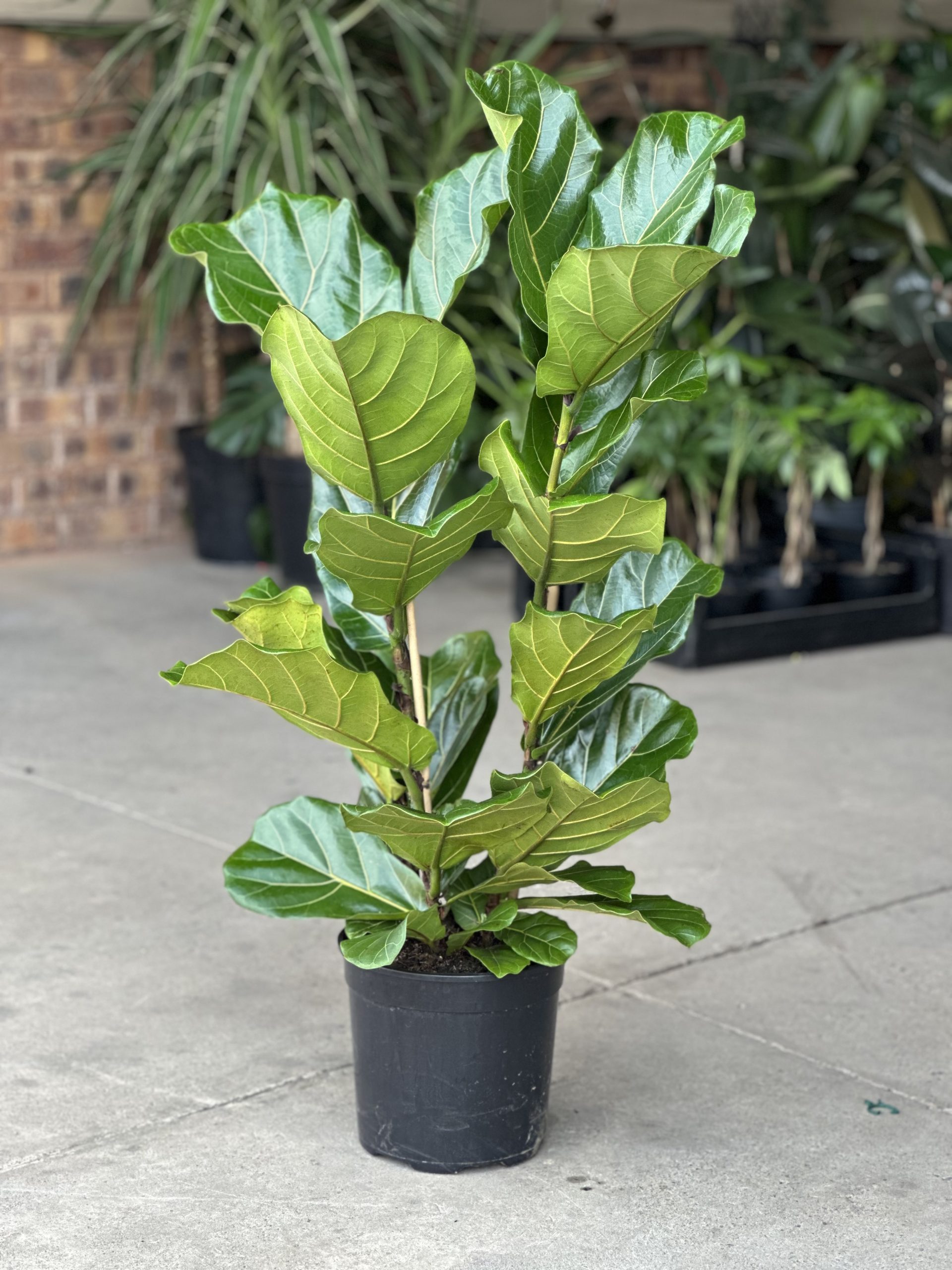 Large Fiddle Leaf Fig (3-stemmed) - Botanical Heaven