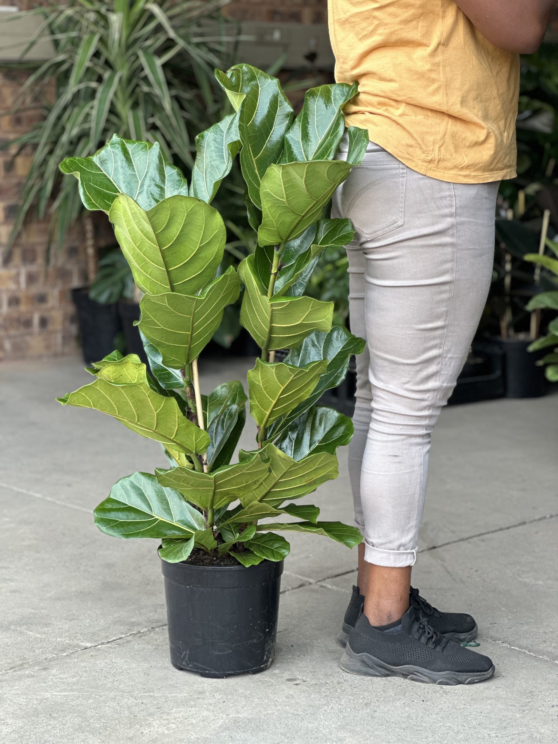 Large Fiddle Leaf Fig (3-stemmed) - Botanical Heaven