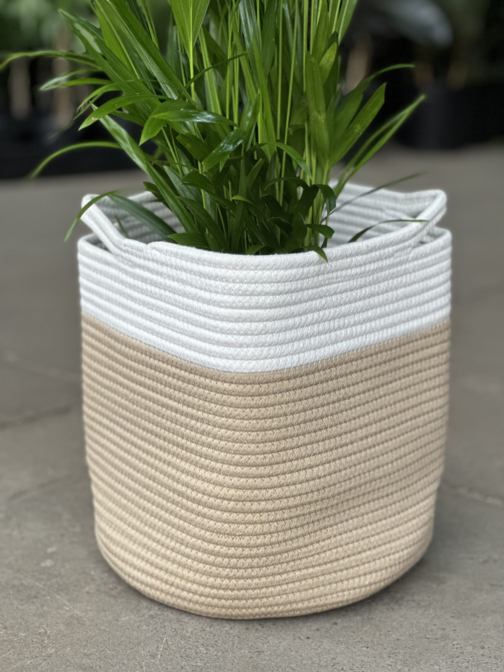 Large Natural Cotton Rope Basket – HH - Botanical Heaven