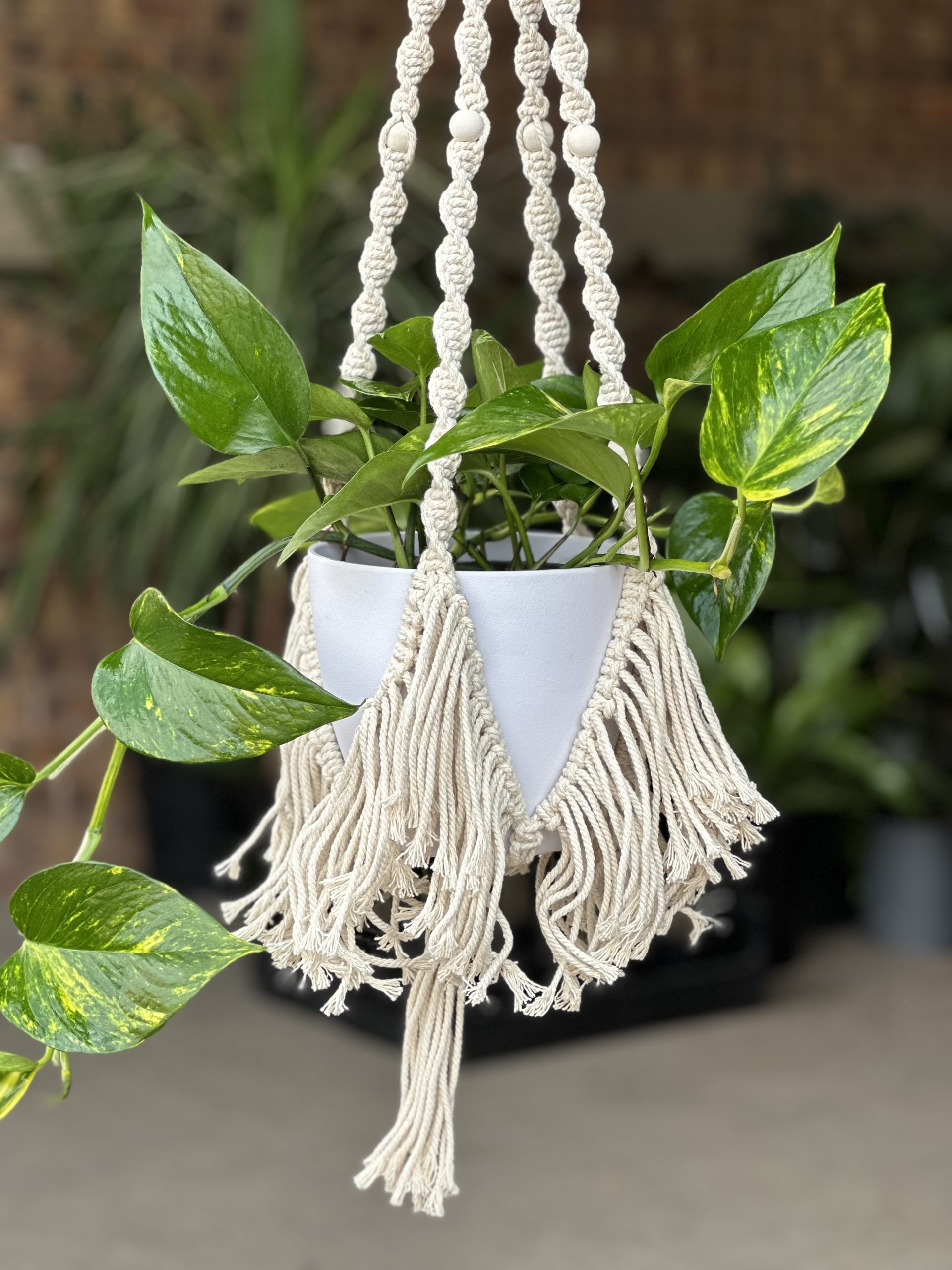 Macrame Plant Hanger 4 - Botanical Heaven