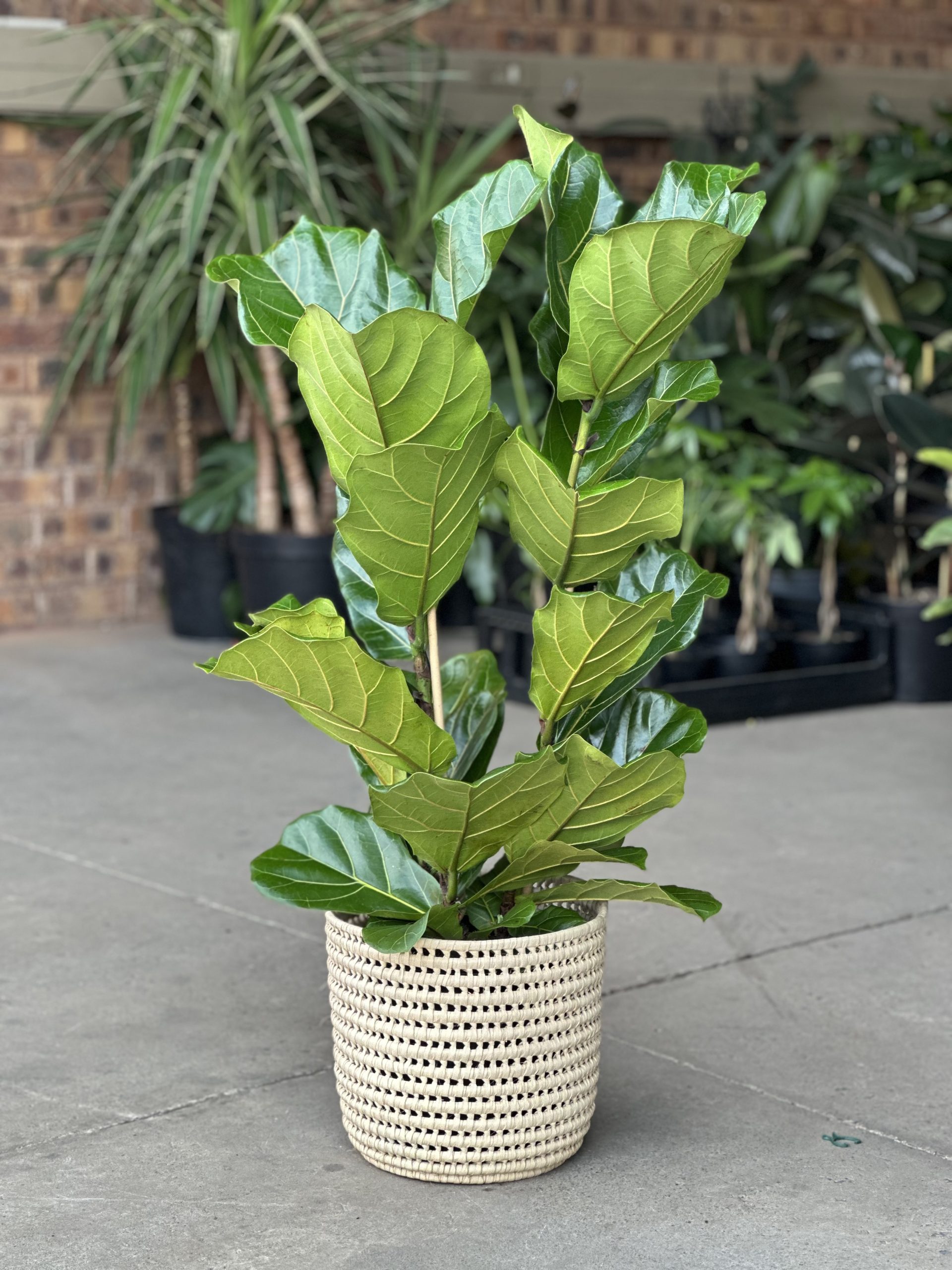 Large Fiddle Leaf Fig with Basket (3-stemmed) - Botanical Heaven