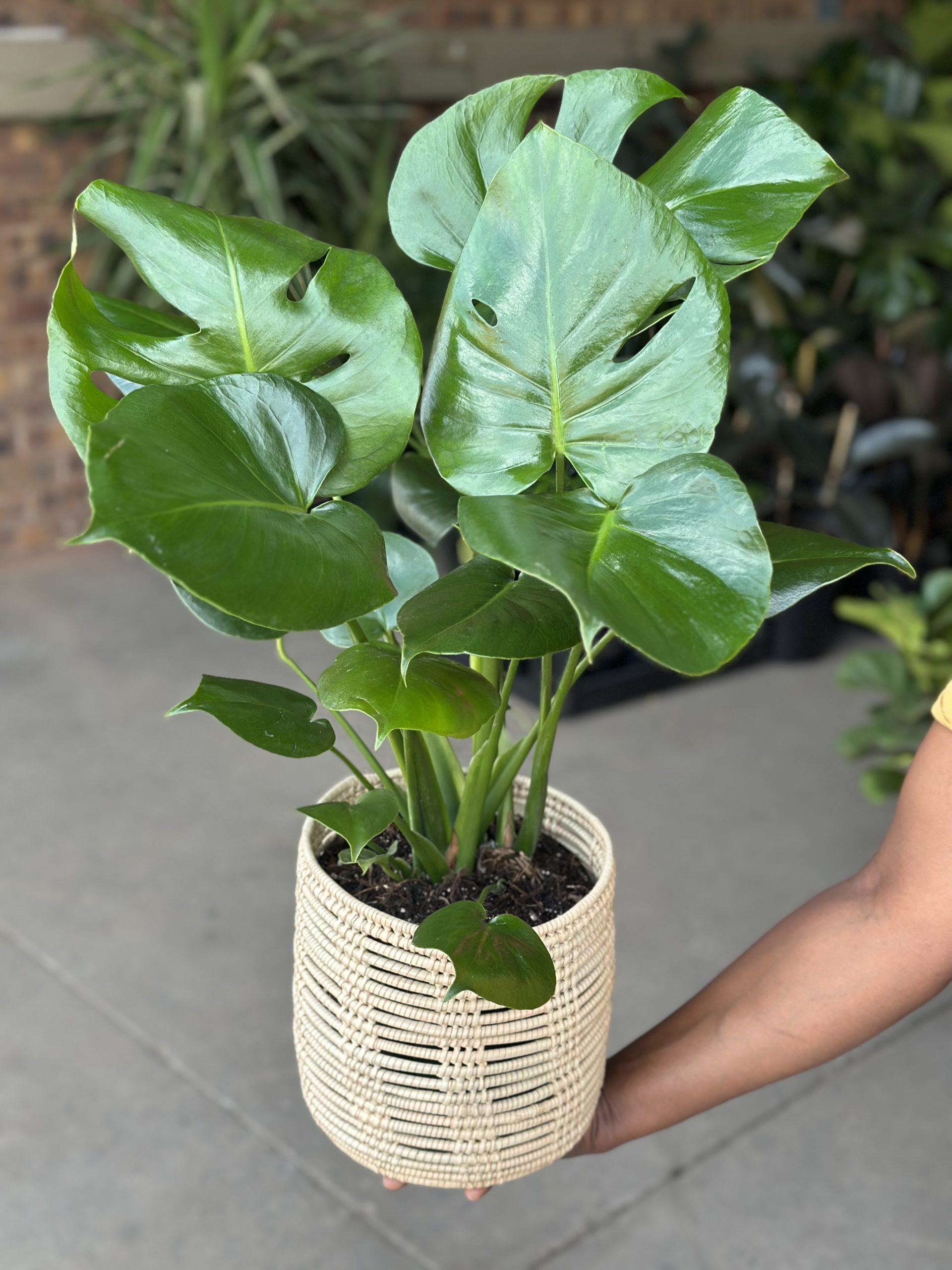 Medium Monstera Deliciosa With Basket - Botanical Heaven