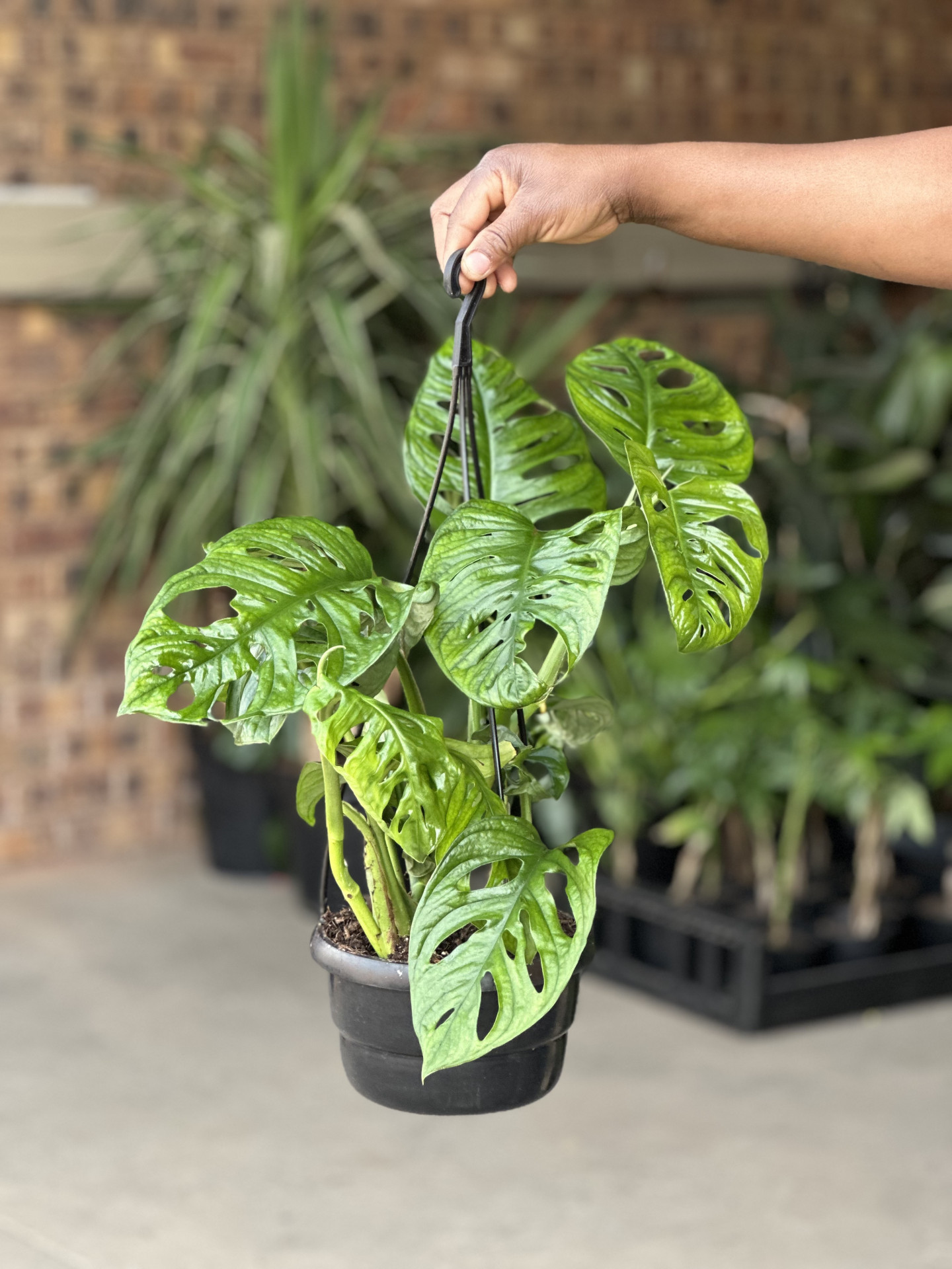 Monstera Adansonii Hanging Basket - Botanical Heaven