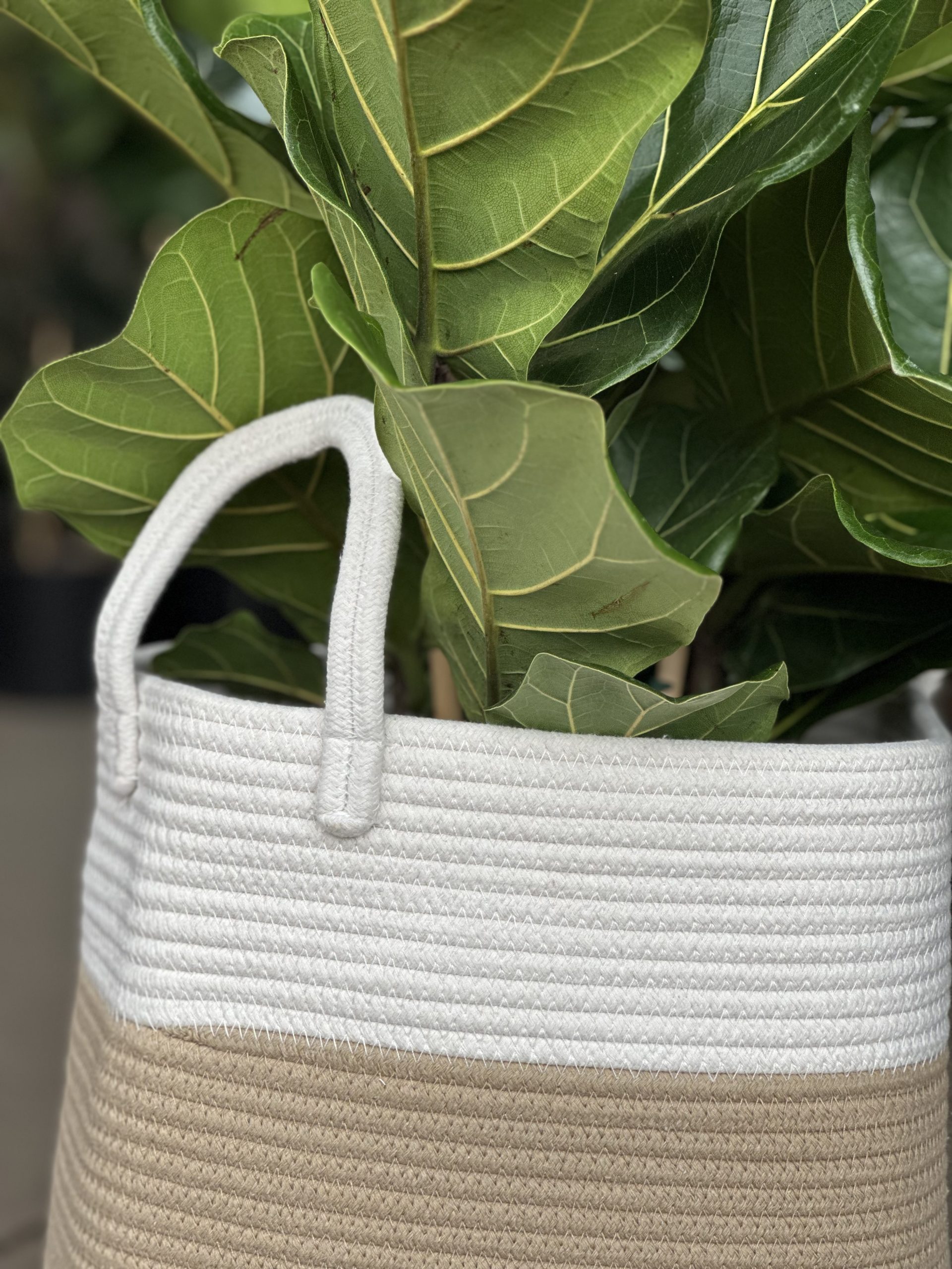 XL Natural Cotton Rope Basket – EH - Botanical Heaven