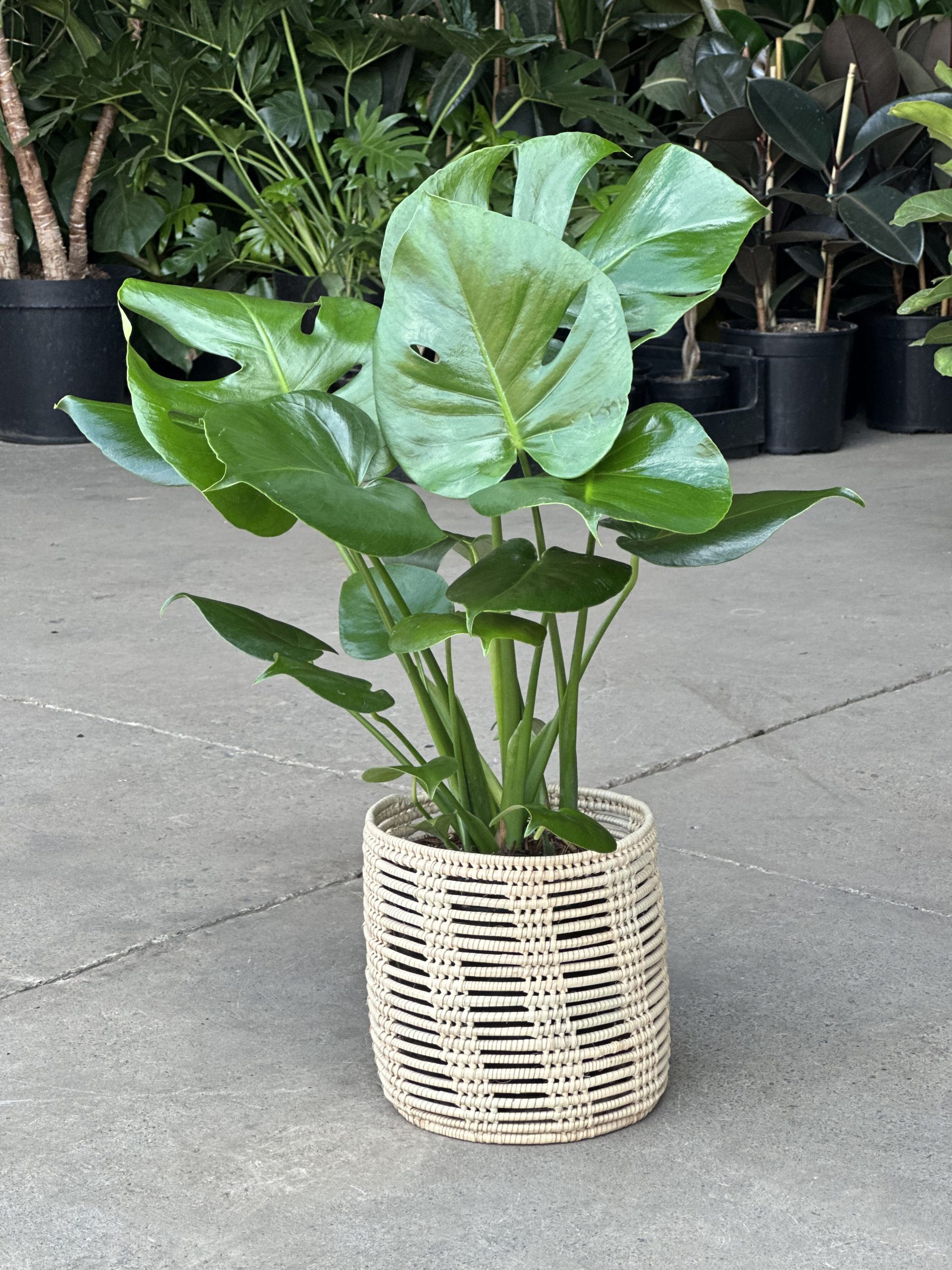 Medium Monstera Deliciosa With Basket - Botanical Heaven