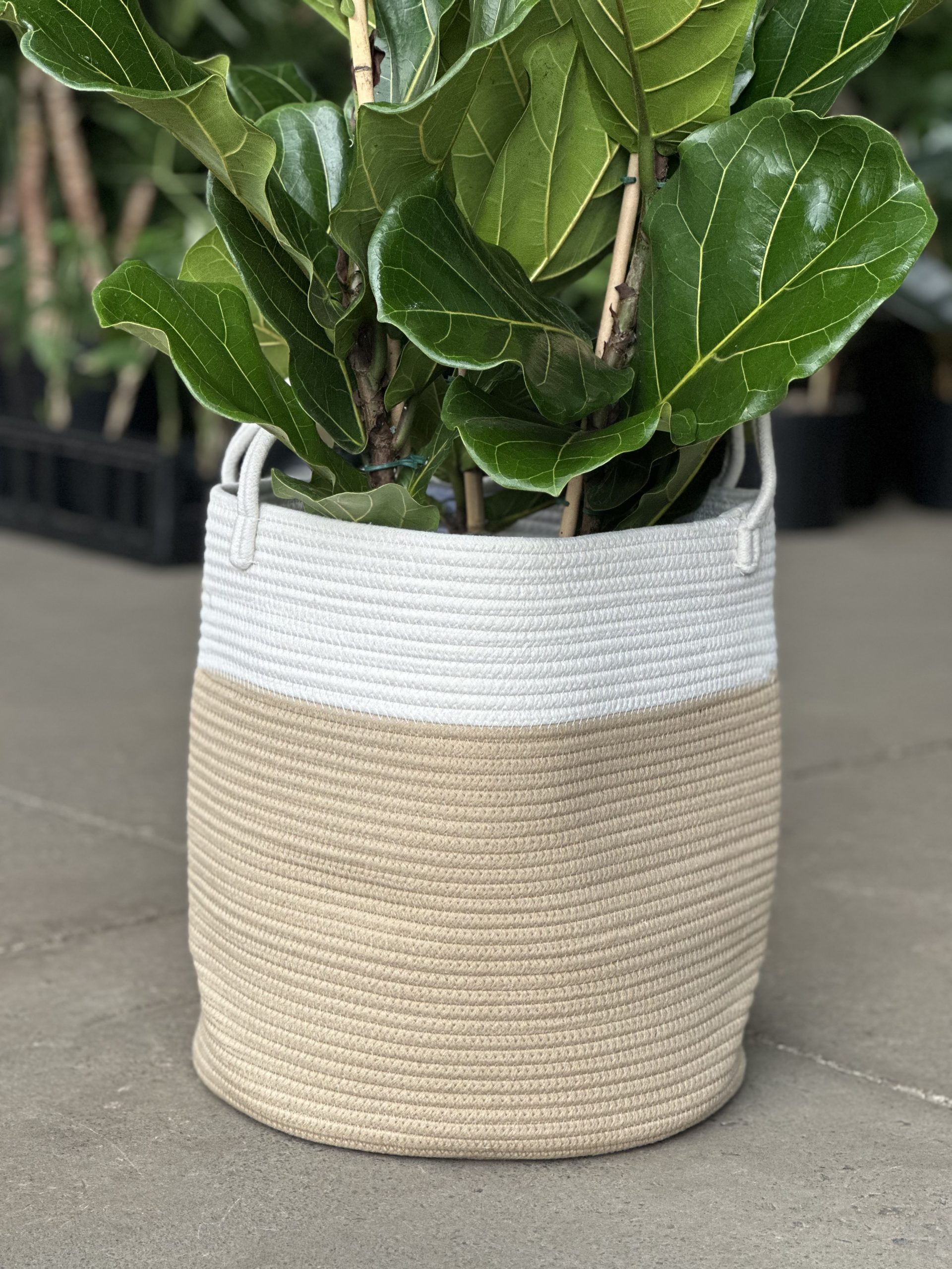 XL Natural Cotton Rope Basket – EH - Botanical Heaven