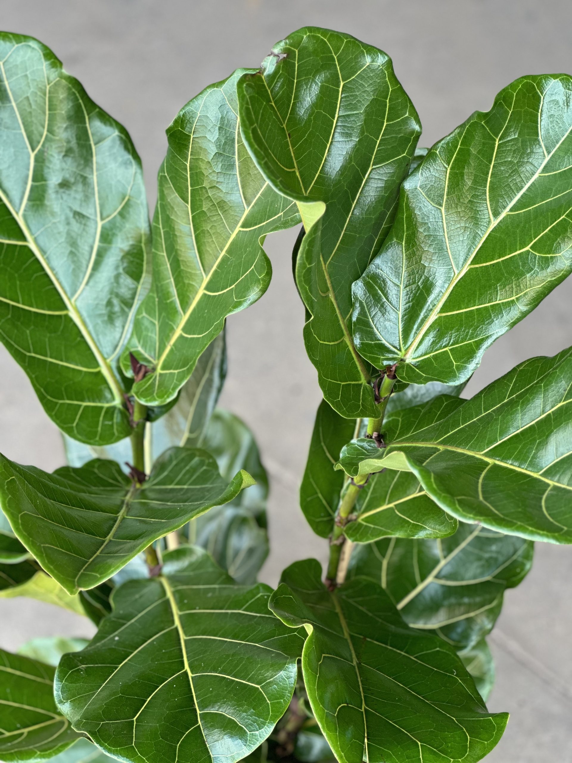 Large Fiddle Leaf Fig (3-stemmed) - Botanical Heaven