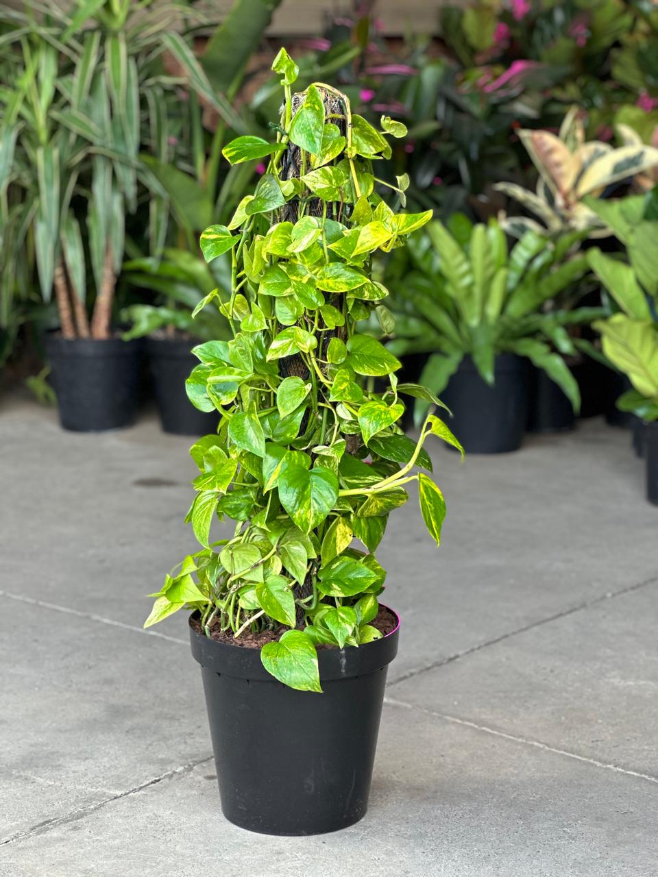 XL Golden Pothos Moss Pole 1m - Botanical Heaven