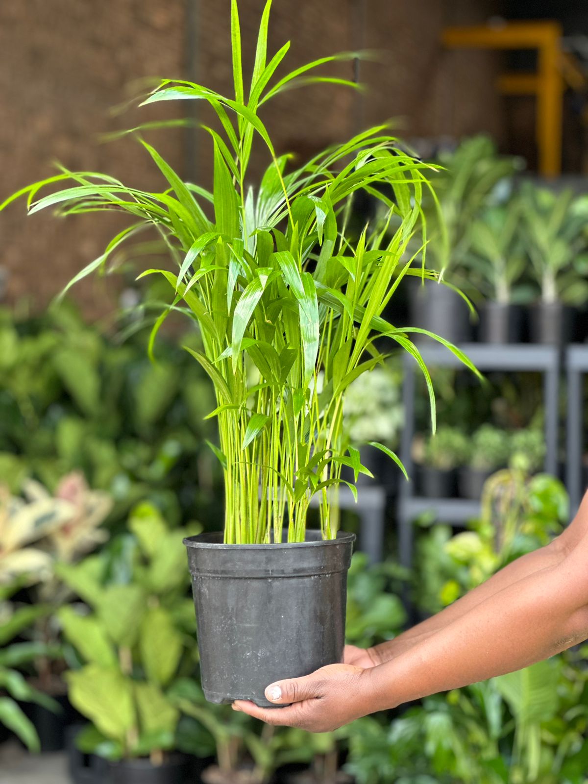 Medium Bamboo Palm - Botanical Heaven