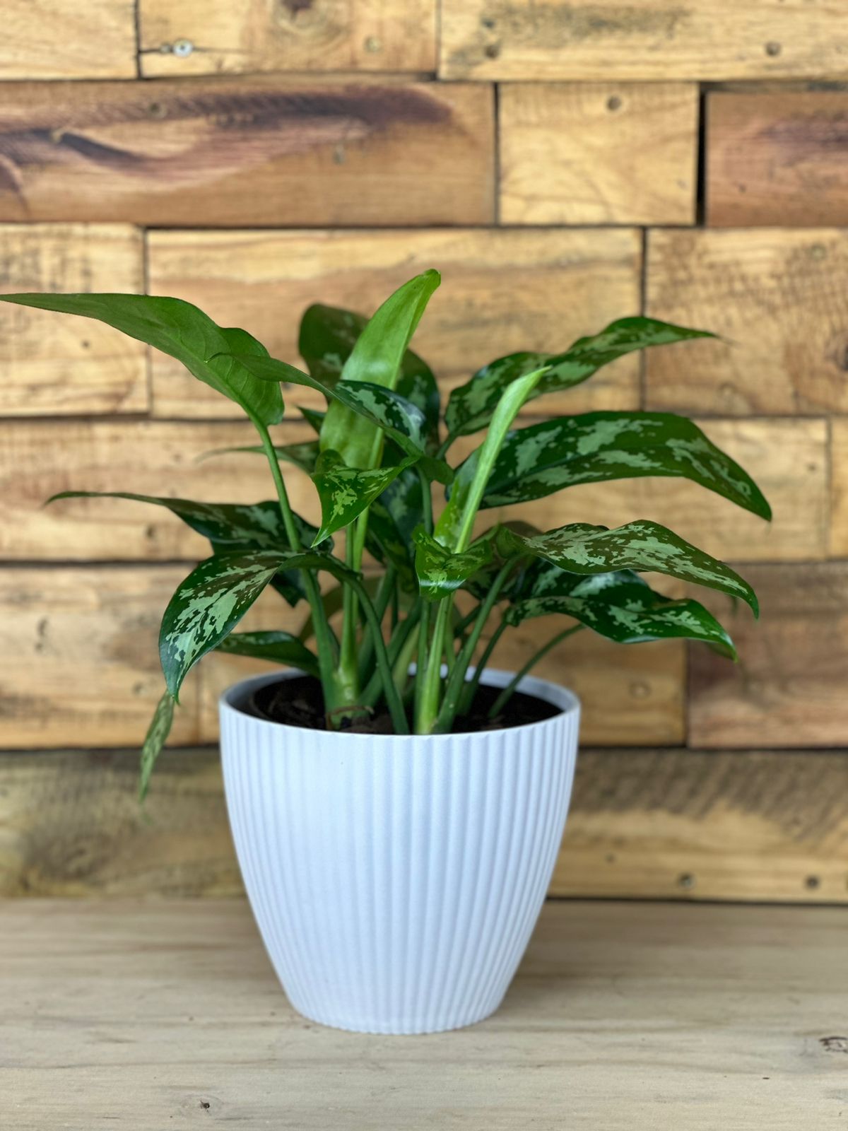 Chinese Evergreen Maria With Decorative Pot - Botanical Heaven