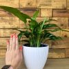 Chinese Evergreen Maria With Decorative Pot - Image 4