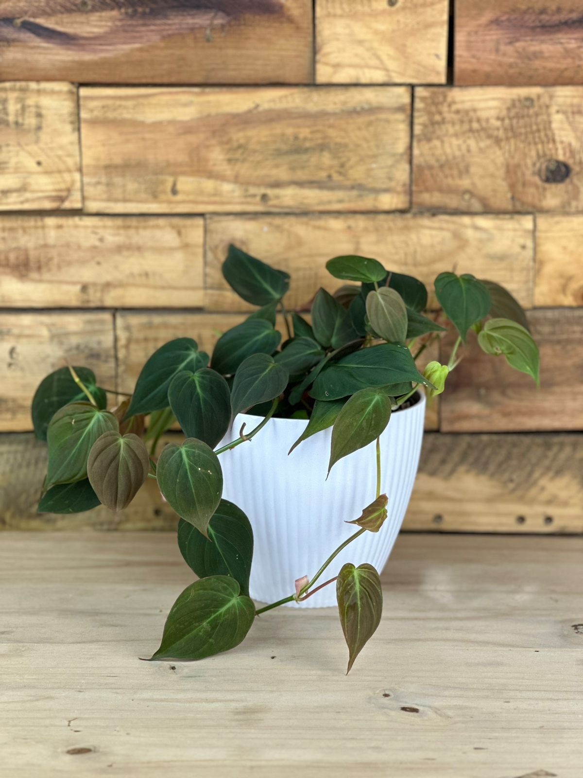 Philodendron Micans With Decorative Pot - Botanical Heaven