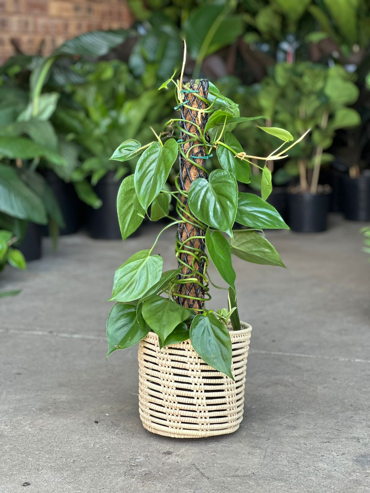 Medium Heart-Leaf Philodendron Moss Pole With a Basket - Botanical Heaven