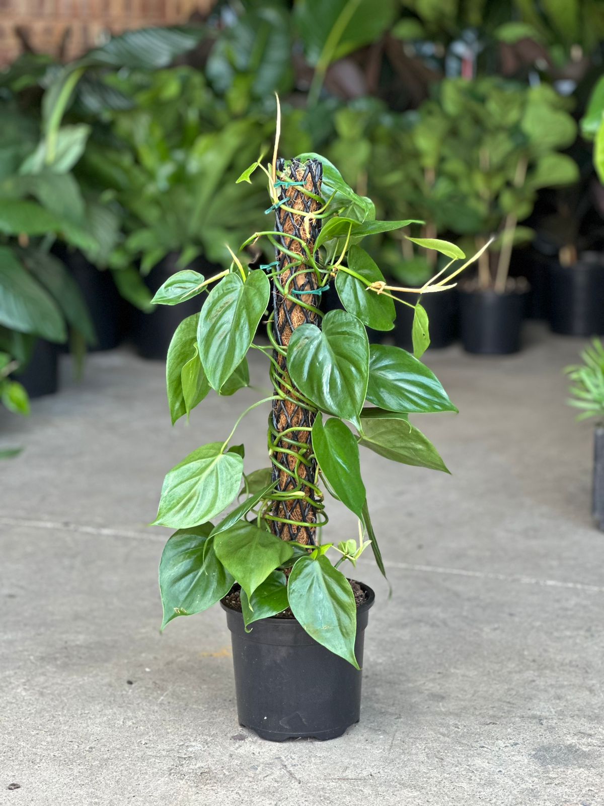 Medium Heart-Leaf Philodendron Moss Pole - Botanical Heaven