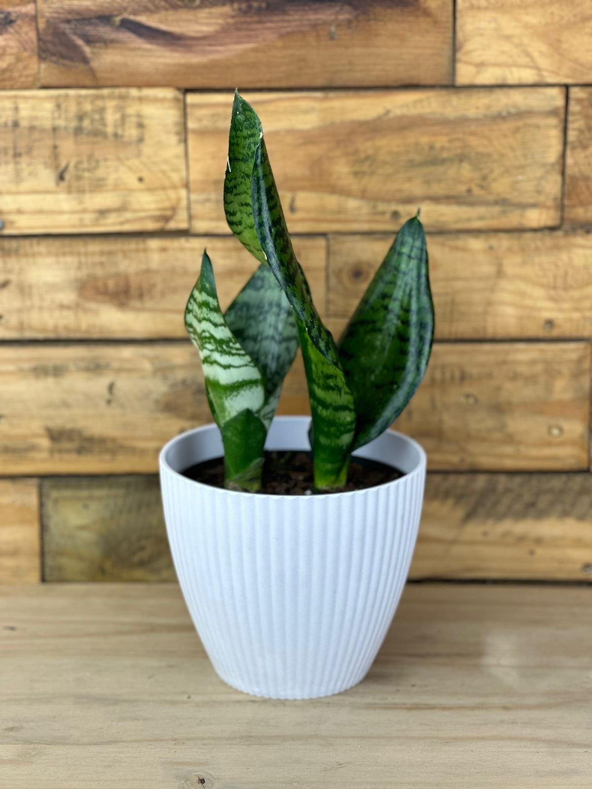 Small Green Snake Plant With Decorative pot - Botanical Heaven