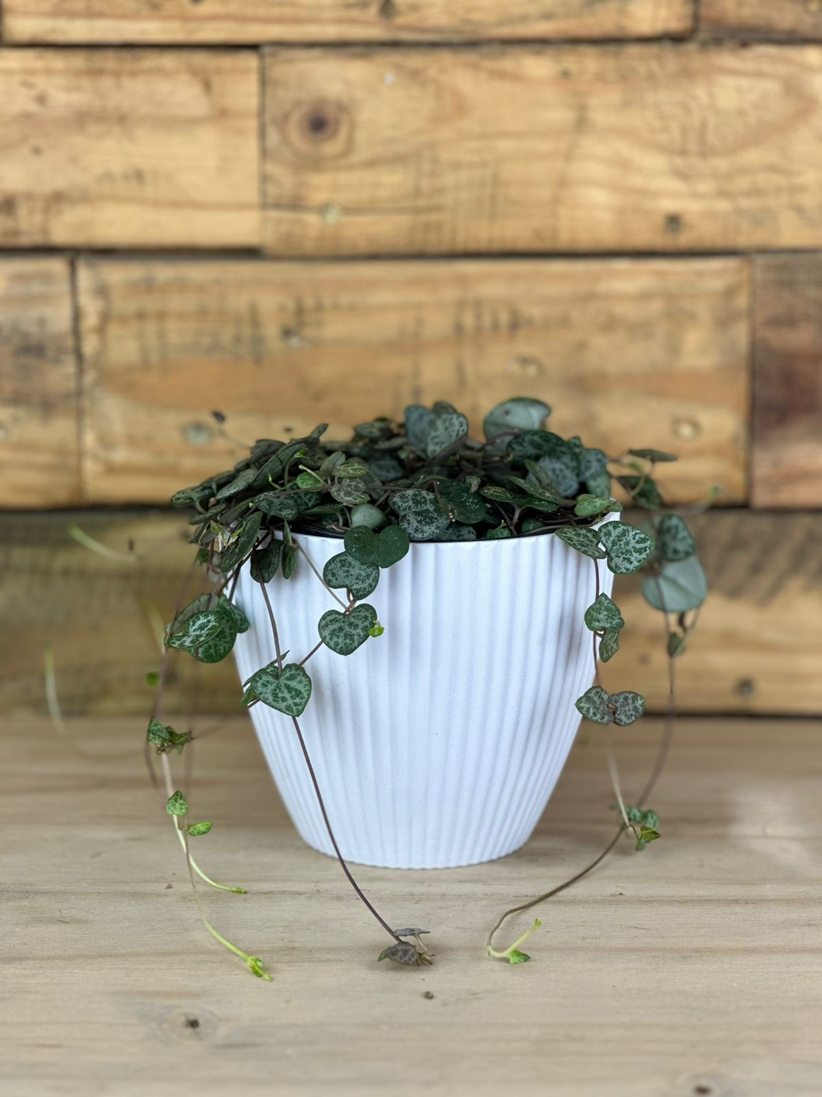 String of Hearts With Decorative Pots - Botanical Heaven