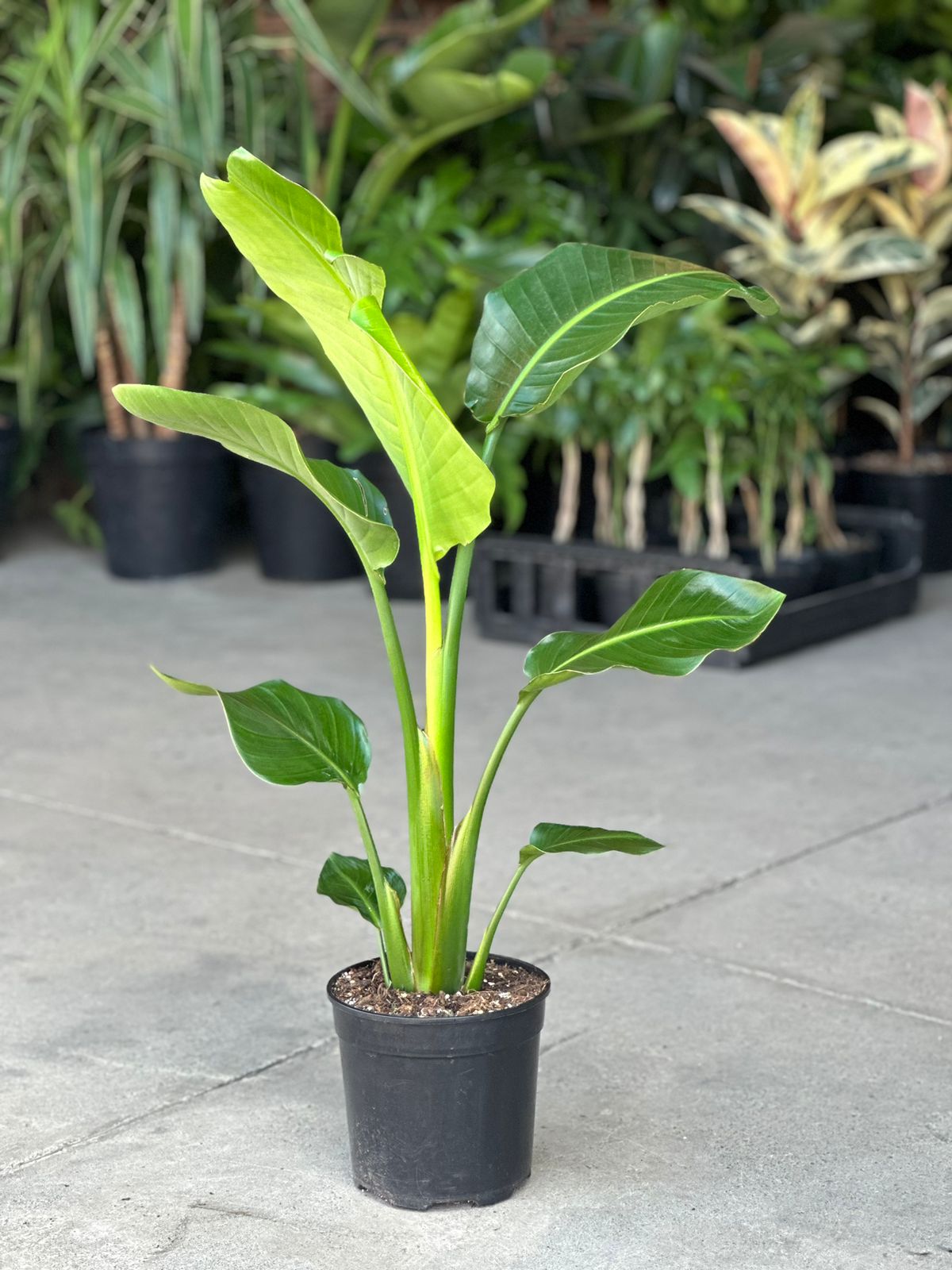 Strelitzia Nicolai (Medium) - Botanical Heaven