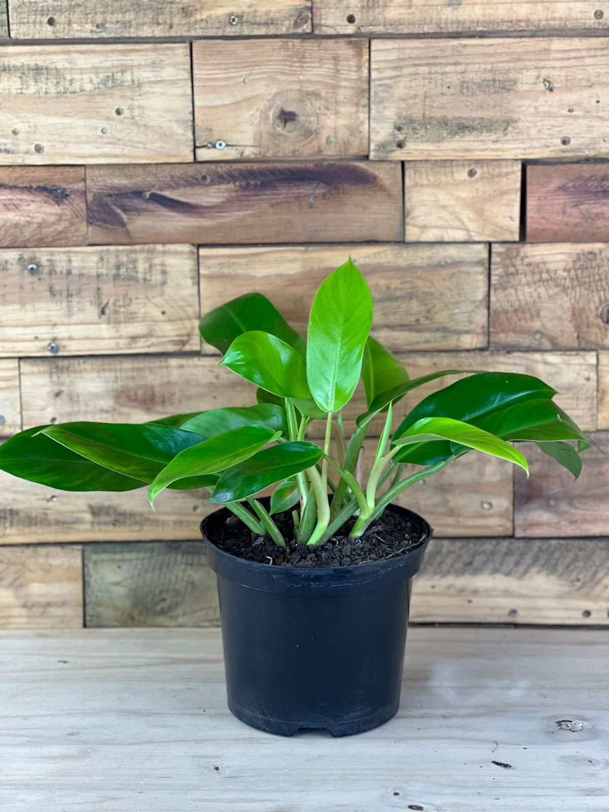 Philodendron Green Emerald - Botanical Heaven