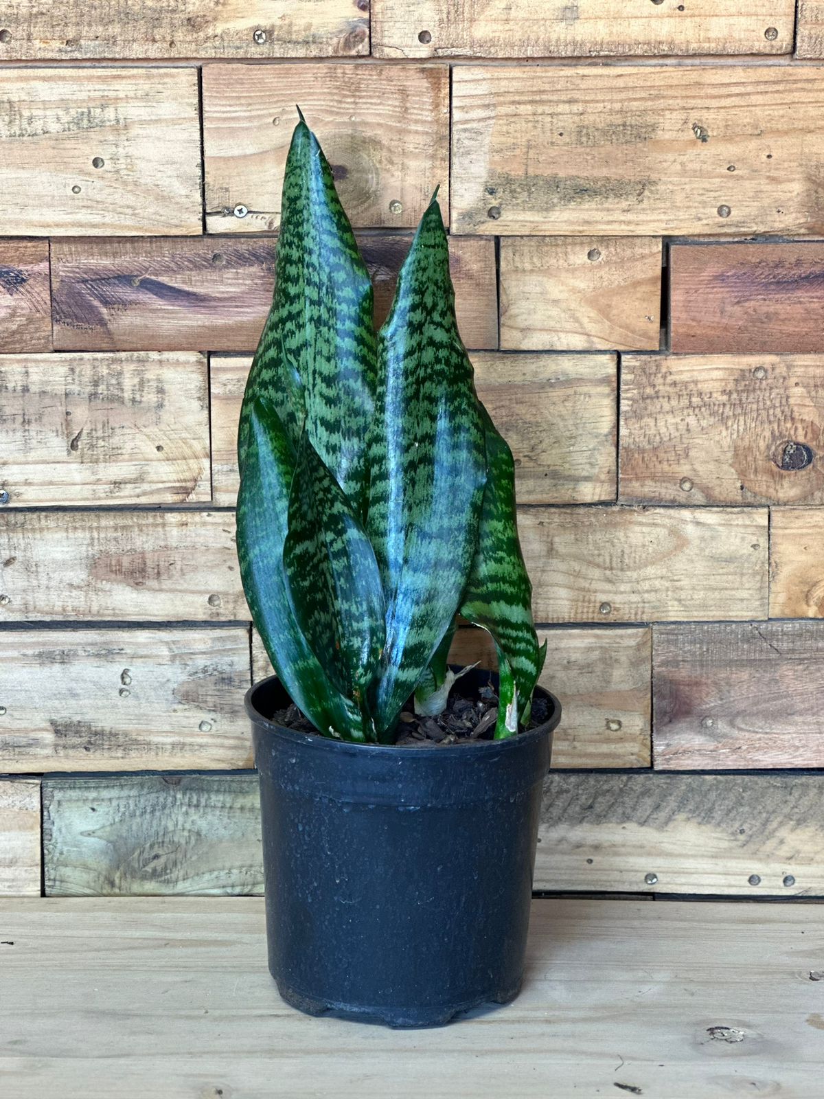 Medium Green Snake Plant - Botanical Heaven